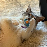 Davey joined the competition — help win amazing prizes! cat, toy, carpet, indoor, playful, pet, feline, white, gray, fur, paw, collar, closeup, relaxing, cute, animal, domestic, lying, soft, fun