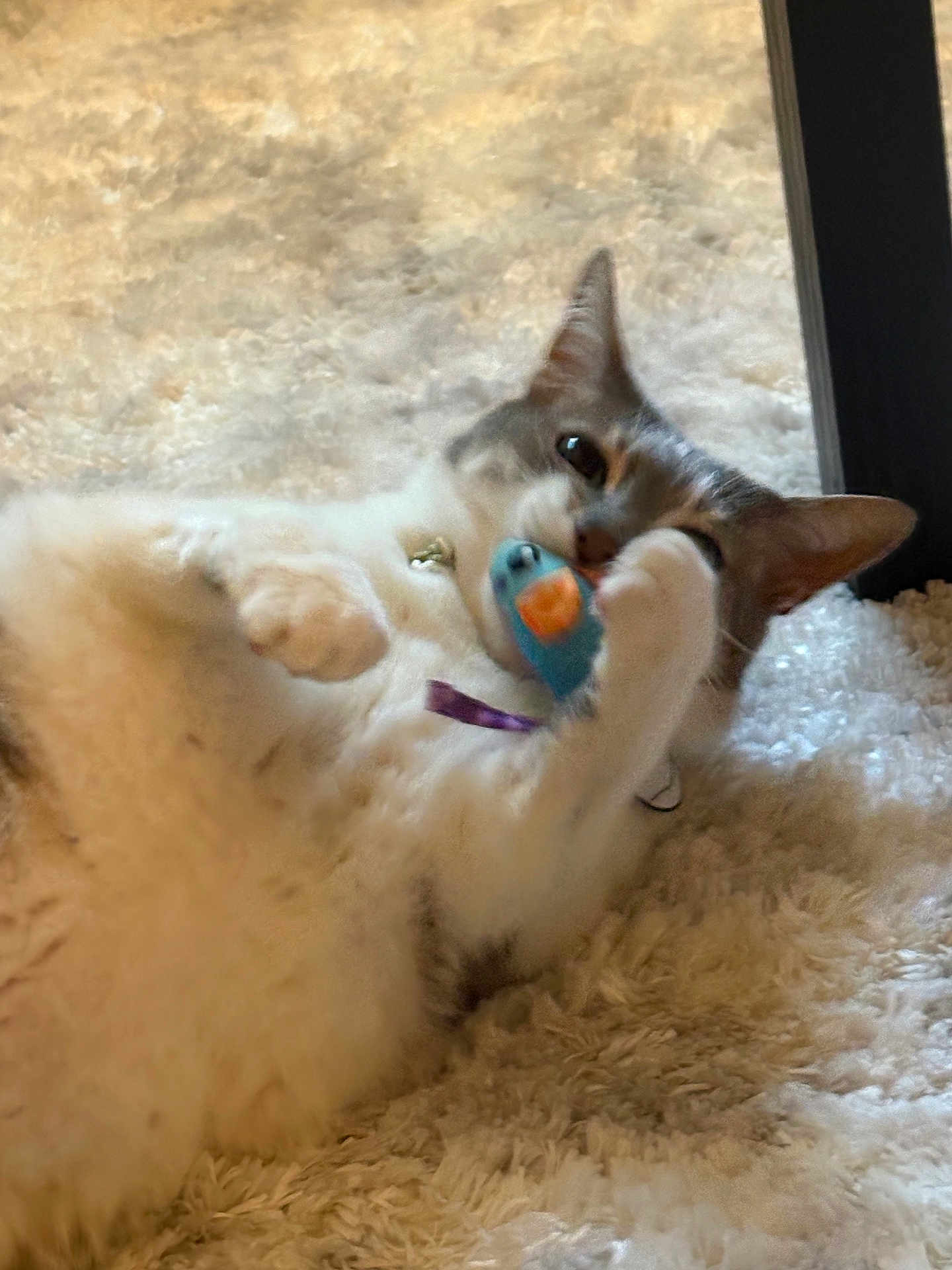 Davey joined the competition — help win amazing prizes! cat, toy, carpet, indoor, playful, pet, feline, white, gray, fur, paw, collar, closeup, relaxing, cute, animal, domestic, lying, soft, fun