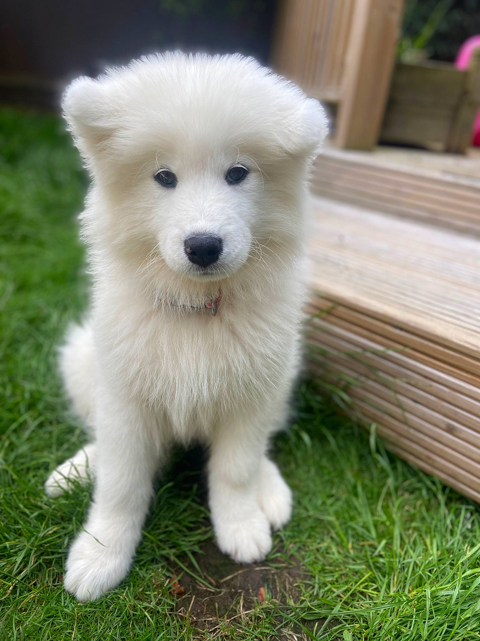 Elsa joined the competition — help win amazing prizes! ancient_dog_breeds, canidae, carnivore, companion_dog, dog, dog_breed, fur, grass, hardwood, non_sporting_group, plant, spitz, sporting_group, tail, terrestrial_animal, volpino_italiano