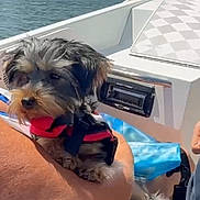 Max is registered to the contest to win money with this photo: animal, arm, boat, canine, daylight, dog, harness, lake, leisure, nature, outdoor, person, pet, relaxing, scenic, small_dog, sunny, transport, trees, water