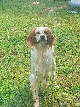 Nox participe au concours pour gagner de l'argent avec cette photo : canidae, carnivore, cavalier_king_charles_spaniel, cocker_spaniel, companion_dog, dog, dog_breed, english_setter, fawn, french_spaniel, hunting_dog, king_charles_spaniel, mammal, rare_breed_dog, russian_spaniel, setter, sporting_group, vertebrate, welsh_springer_spaniel