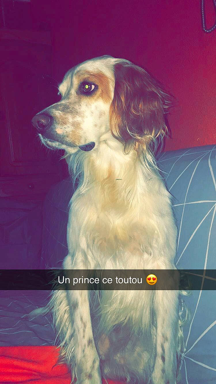 Nox participe au concours pour gagner de l'argent avec cette photo : brittany, canidae, carnivore, cocker_spaniel, companion_dog, dog, dog_breed, english_cocker_spaniel, english_setter, french_spaniel, irish_red_and_white_setter, irish_setter, mammal, rare_breed_dog, retriever, russian_spaniel, setter, spaniel, sporting_group, vertebrate