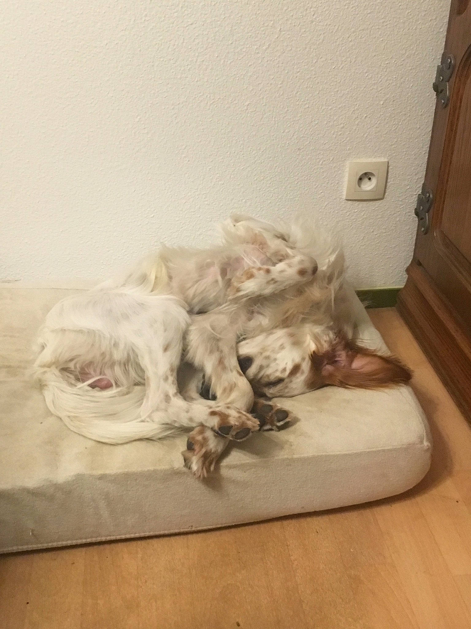 Nox a rejoint le concours — aidez-le/la à gagner de superbes lots ! canidae, carnivore, dog, dog_breed, english_setter, retriever, setter, spaniel, spinone_italiano, sporting_group