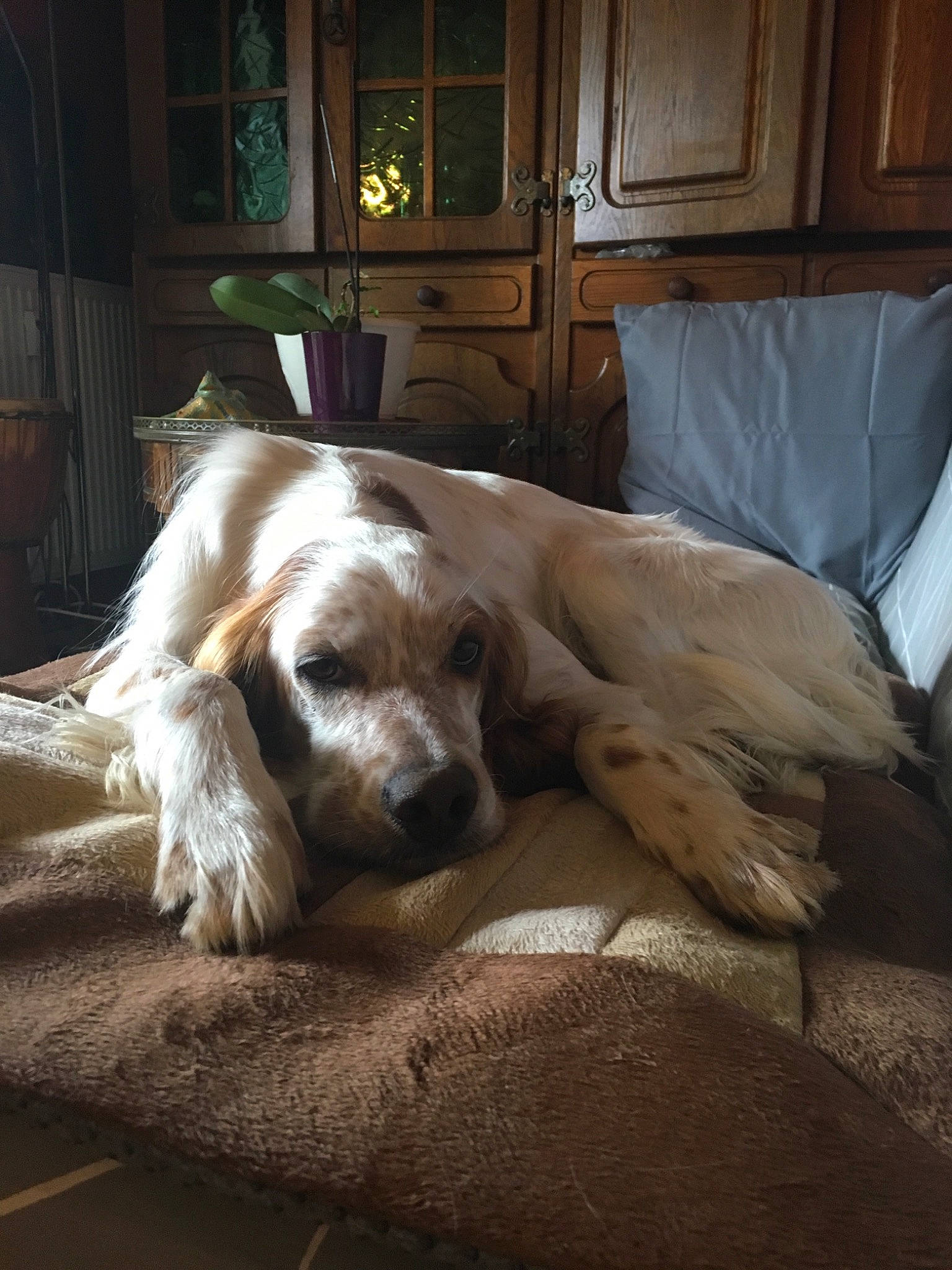 Nox participe au concours pour gagner de l'argent avec cette photo : american_cocker_spaniel, canidae, carnivore, cocker_spaniel, companion_dog, dog, dog_breed, english_cocker_spaniel, english_setter, mammal, russian_spaniel, setter, spaniel, sporting_group, vertebrate