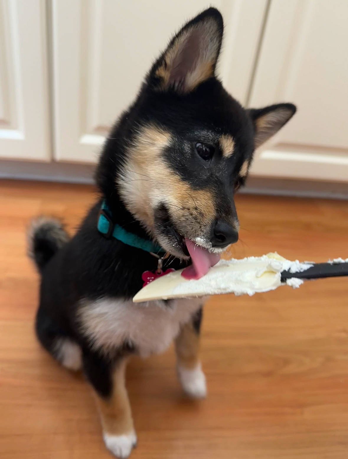 Neesa joined the competition — help win amazing prizes! biting, canidae, carnivore, collar, companion_dog, dog, dog_breed, dog_collar, dog_supply, fawn, flooring, fur, hardwood, herding_dog, snout, tail, wood, wood_flooring, working_animal, working_dog