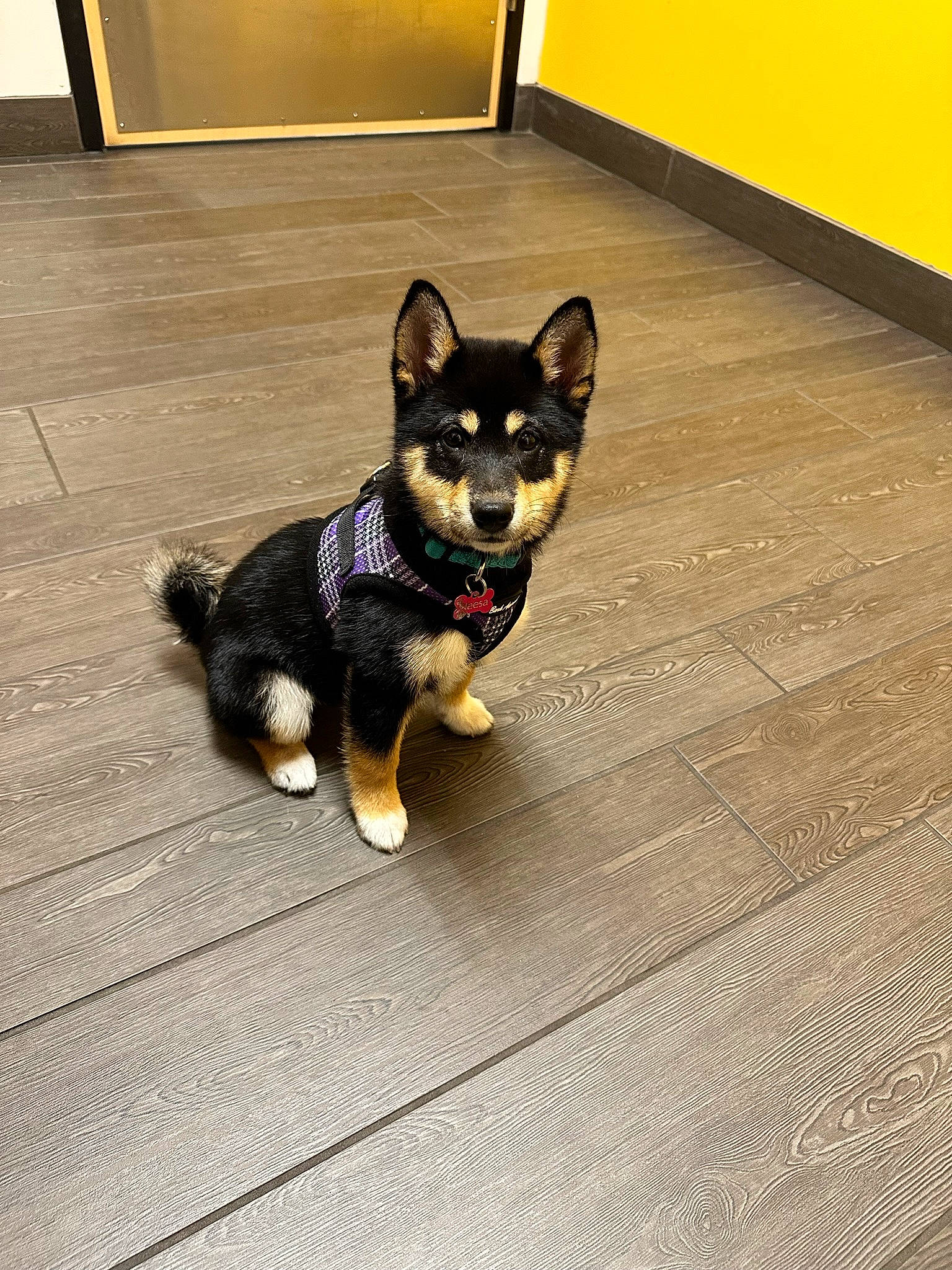 Neesa joined the competition — help win amazing prizes! canidae, carnivore, collar, companion_dog, dog, dog_breed, door, fawn, felidae, floor, flooring, hardwood, paw, road_surface, snout, sporting_group, tail, tile_flooring, whiskers, working_animal