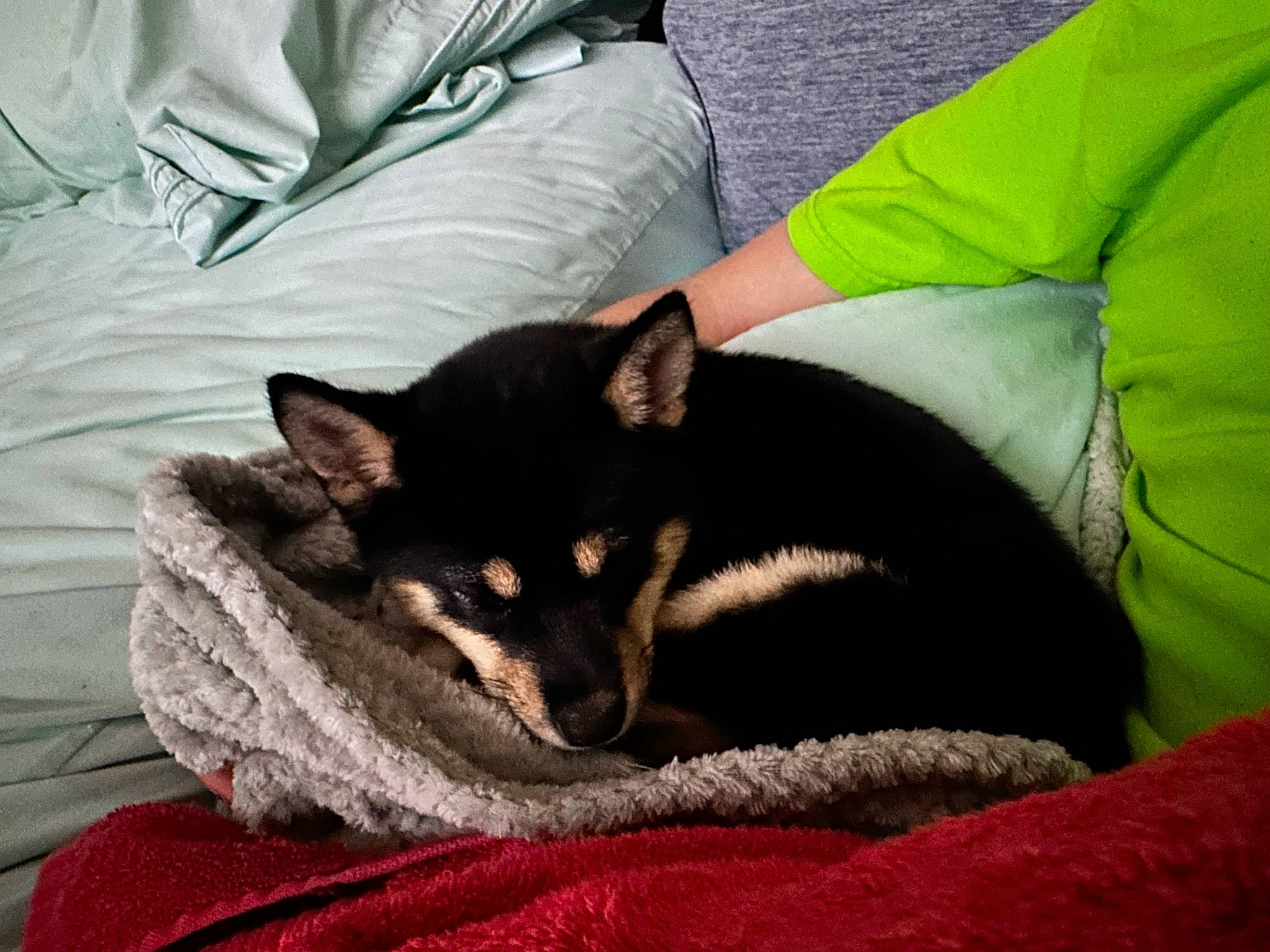 Neesa is registered to the contest to win money with this photo: bedding, carnivore, cat, comfort, companion_dog, couch, dog_breed, domestic_short_haired_cat, felidae, fur, grey, lap, linens, mammal, sitting, small_to_medium_sized_cats, tail, textile, vertebrate, whiskers