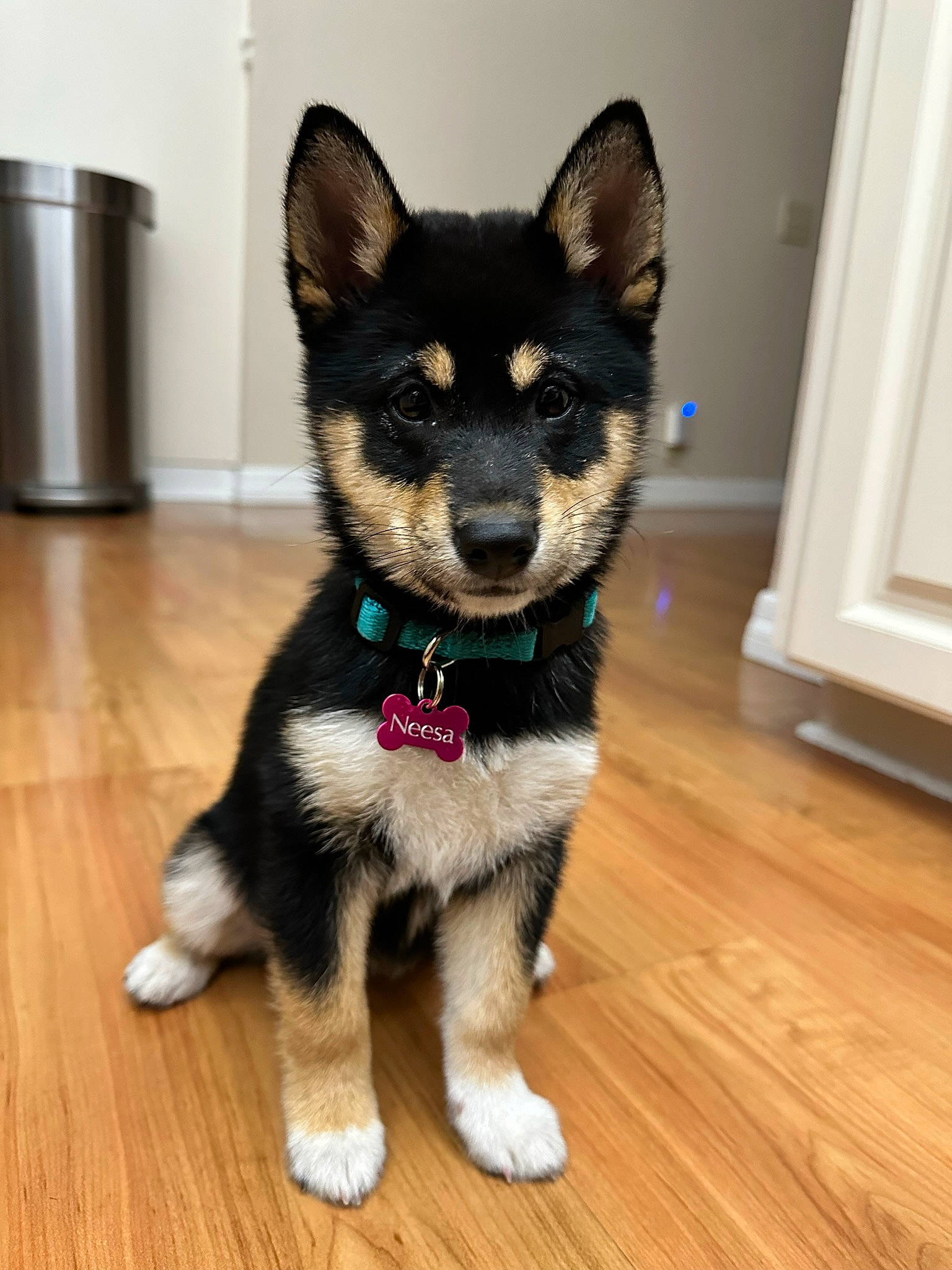 Neesa is registered to the contest to win money with this photo: carnivore, collar, companion_dog, dog, dog_breed, door, flooring, fur, hardwood, laminate_flooring, paw, plank, snout, tail, varnish, whiskers, wood, wood_flooring, wood_stain, working_animal