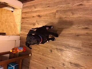 Raven joined the competition — help win amazing prizes! canidae, carnivore, dog, dog_breed, fawn, floor, flooring, hardwood, laminate_flooring, lumber, pattern, plank, plywood, room, sporting_group, tail, varnish, wood, wood_flooring, wood_stain