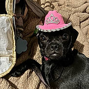 Clarice is registered to the contest to win money with this photo: dog, black_dog, pet, hat, pink_hat, cowboy_hat, tiara, blanket, bed, indoor, cute, animal, closeup, portrait, fur, collar, resting, paw, expression, cozy