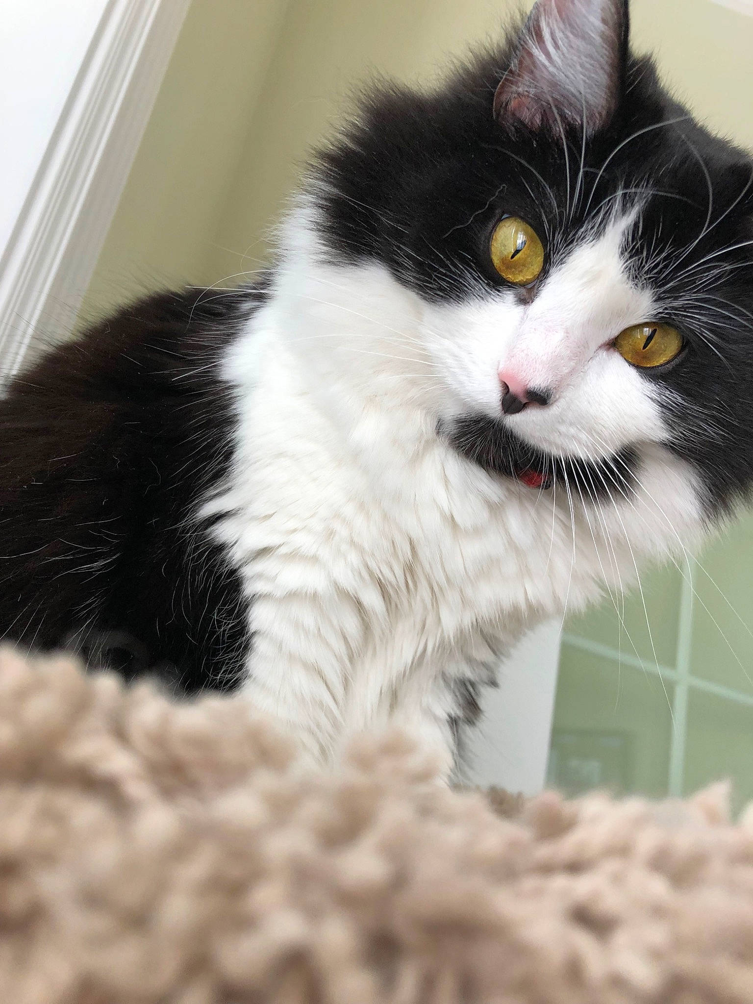 Nova joined the competition — help win amazing prizes! black_and_white, british_semi_longhair, carnivore, cat, domestic_long_haired_cat, domestic_short_haired_cat, european_shorthair, eye, felidae, fur, kitten, mammal, norwegian_forest_cat, persian, polydactyl_cat, small_to_medium_sized_cats, snout, whiskers