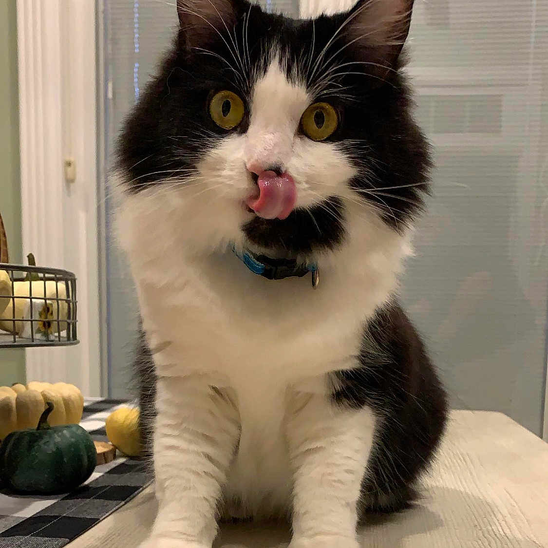 Nova