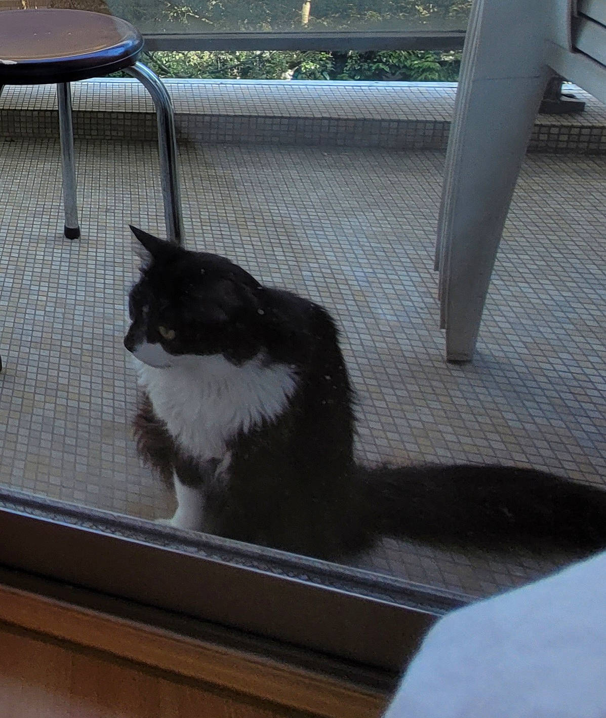 Taylor participe au concours pour gagner de l'argent avec cette photo : black_cat, carnivore, cat, cat_supply, domestic_short_haired_cat, felidae, line, mammal, outdoor_furniture, pet_supply, room, shade, small_to_medium_sized_cats, snout, tail, tints_and_shades, vertebrate, whiskers, window, wood