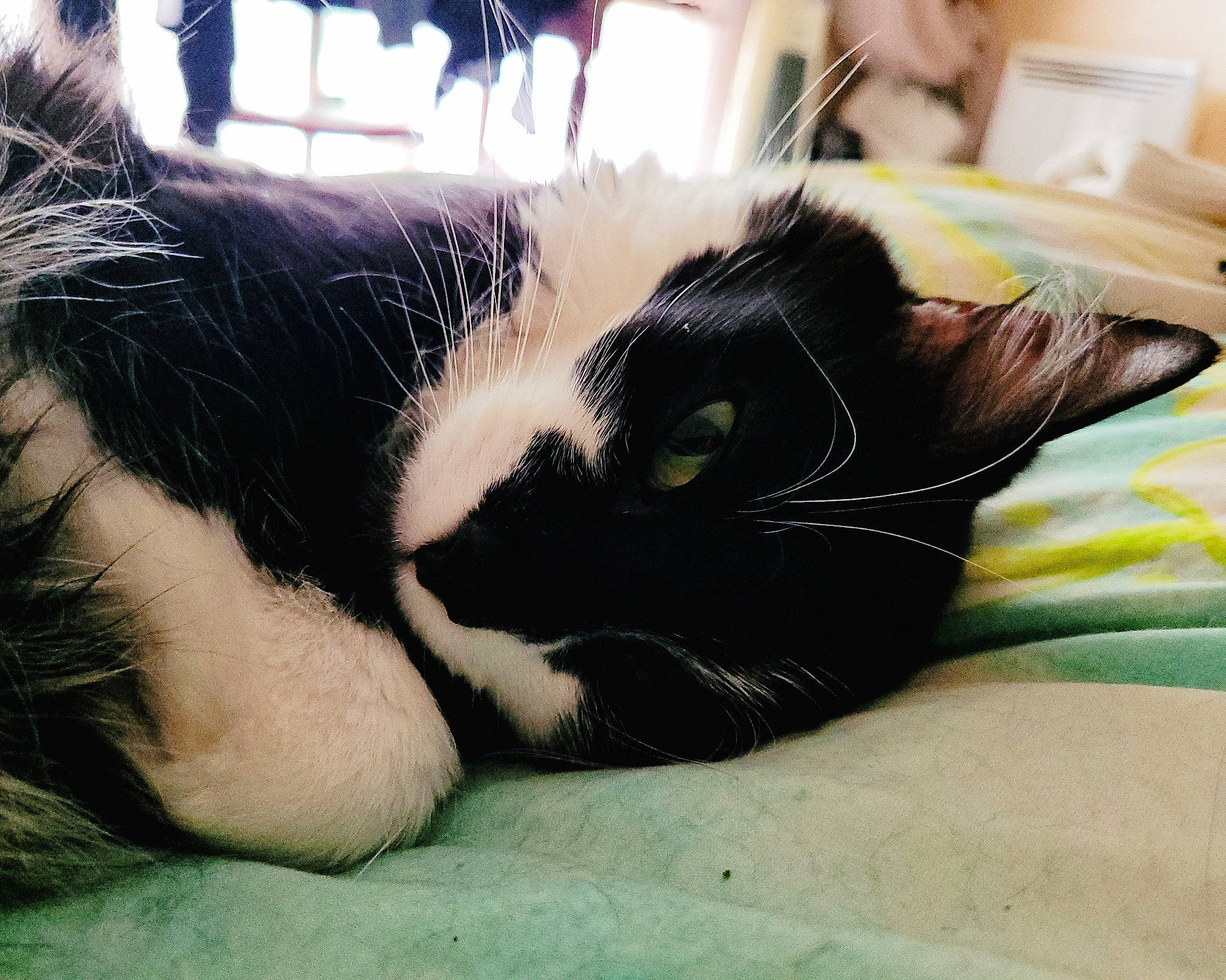 Taylor a rejoint le concours — aidez-le/la à gagner de superbes lots ! carnivore, cat, cat_bed, claw, comfort, domestic_short_haired_cat, felidae, foot, fur, grass, linens, nap, paw, sleep, small_to_medium_sized_cats, snout, tail, whiskers