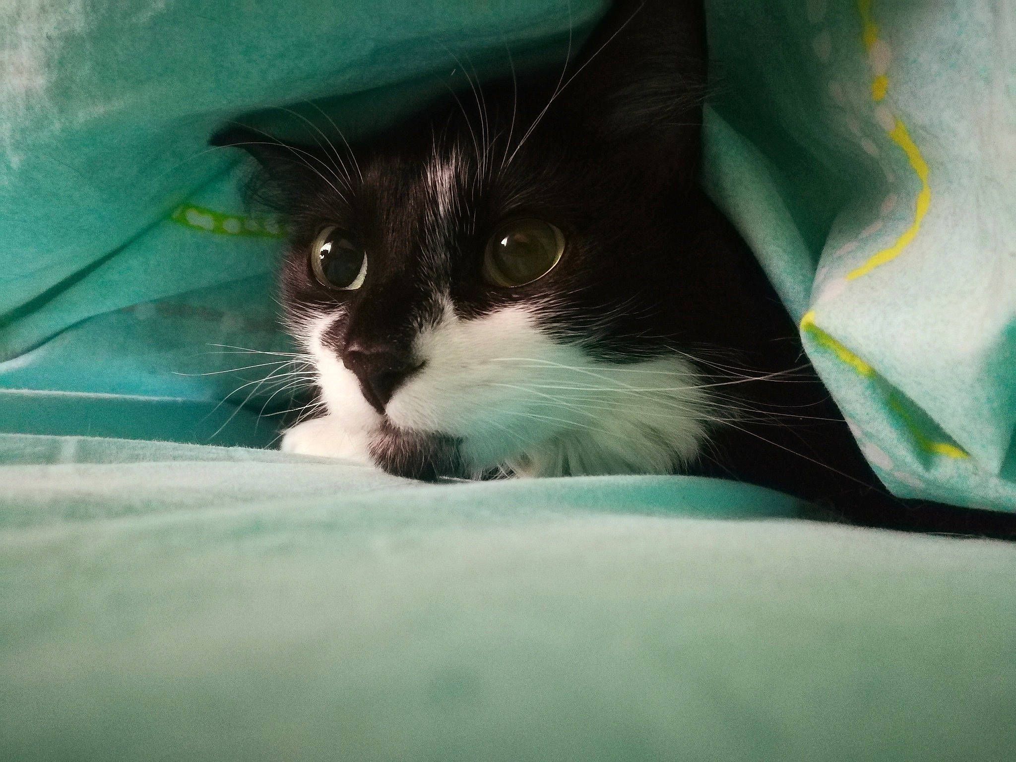 Taylor a rejoint le concours — aidez-le/la à gagner de superbes lots ! black_cat, carnivore, cat, darkness, domestic_short_haired_cat, electric_blue, eye, eyelash, felidae, fur, grass, iris, paw, small_to_medium_sized_cats, snout, tail, tints_and_shades, whiskers, window, windshield