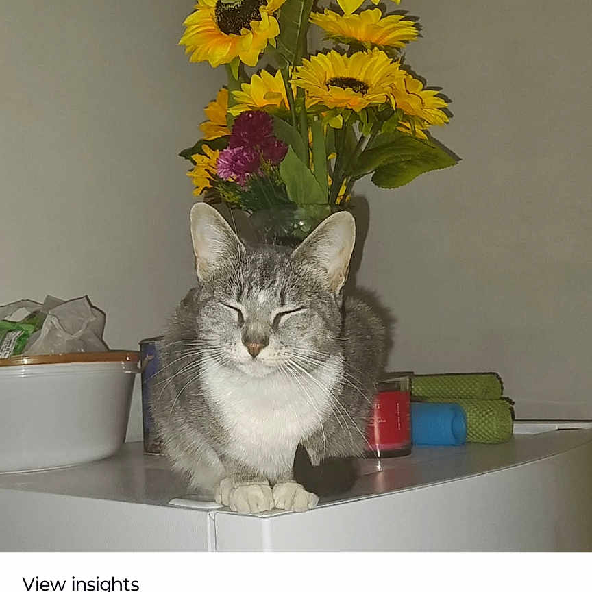 Sushi joined the competition — help win amazing prizes! animal, cat, closed_eyes, container, cozy, decor, domestic, floral_arrangement, flowers, gray_cat, green_leaves, household_items, indoor, pet, relaxed, still_life, sunflowers, tabletop, vase, white_cat