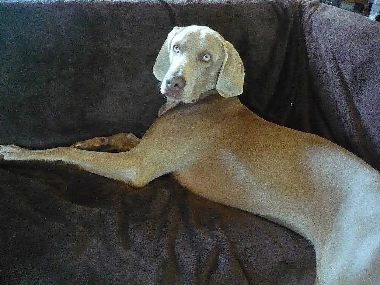 Lesly a rejoint le concours — aidez-le/la à gagner de superbes lots ! art, canidae, carnivore, collar, comfort, companion_dog, dog, dog_breed, dog_collar, fawn, gun_dog, hunting_dog, non_sporting_group, pet_supply, snout, sporting_group, terrestrial_animal, wildlife, working_animal