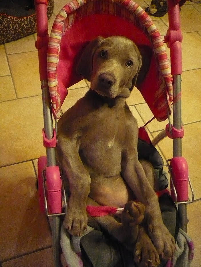 Lesly participe au concours pour gagner de l'argent avec cette photo : art, canidae, carnivore, chest, companion_dog, dog, dog_breed, dog_collar, fawn, fur, hat, leash, pet_supply, sculpture, snout, sporting_group, sun_hat, trunk, vertebrate, working_animal