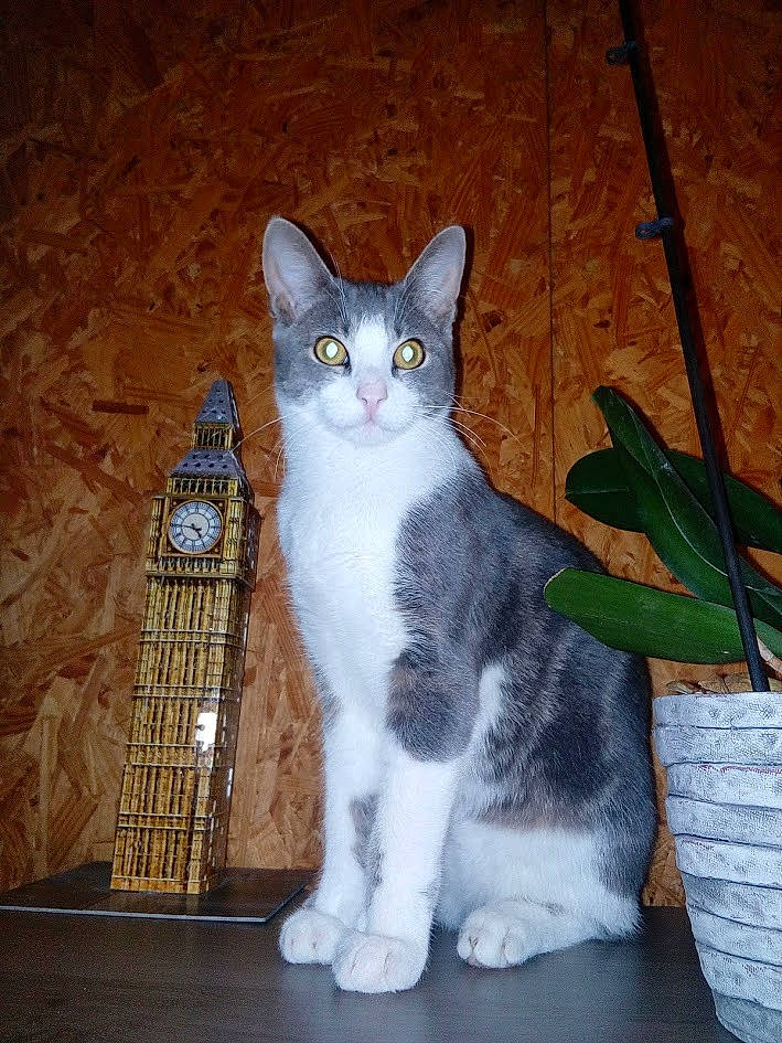 June a rejoint le concours — aidez-le/la à gagner de superbes lots ! carnivore, cat, clock, domestic_short_haired_cat, felidae, fur, grey, home_accessories, paw, plant, shelf, sitting, small_to_medium_sized_cats, snout, tail, whiskers, window, wood