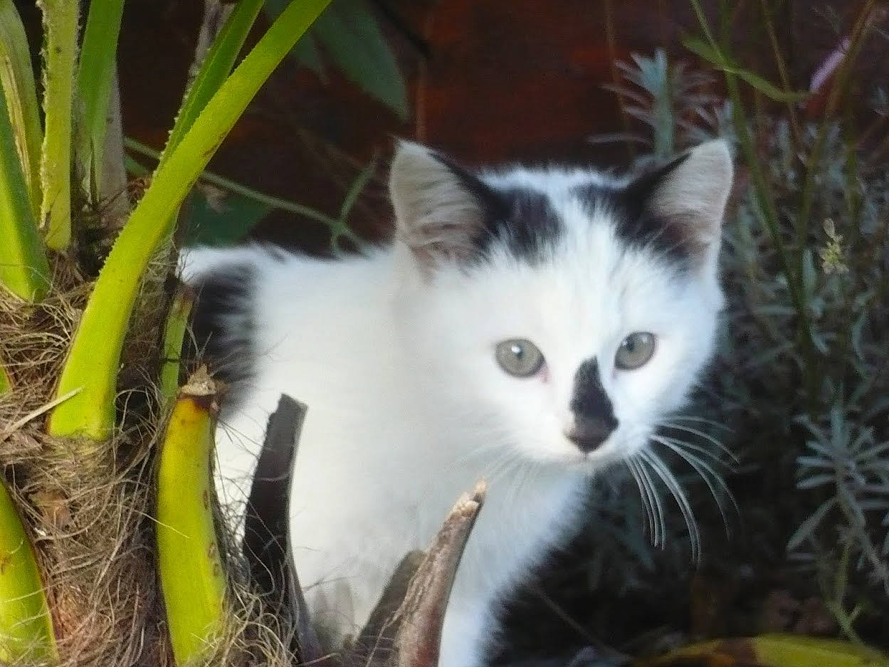 Jelly a rejoint le concours — aidez-le/la à gagner de superbes lots ! carnivore, cat, domestic_short_haired_cat, fawn, felidae, fur, grass, herb, iris, plant, small_to_medium_sized_cats, snout, tail, terrestrial_animal, tree, twig, whiskers