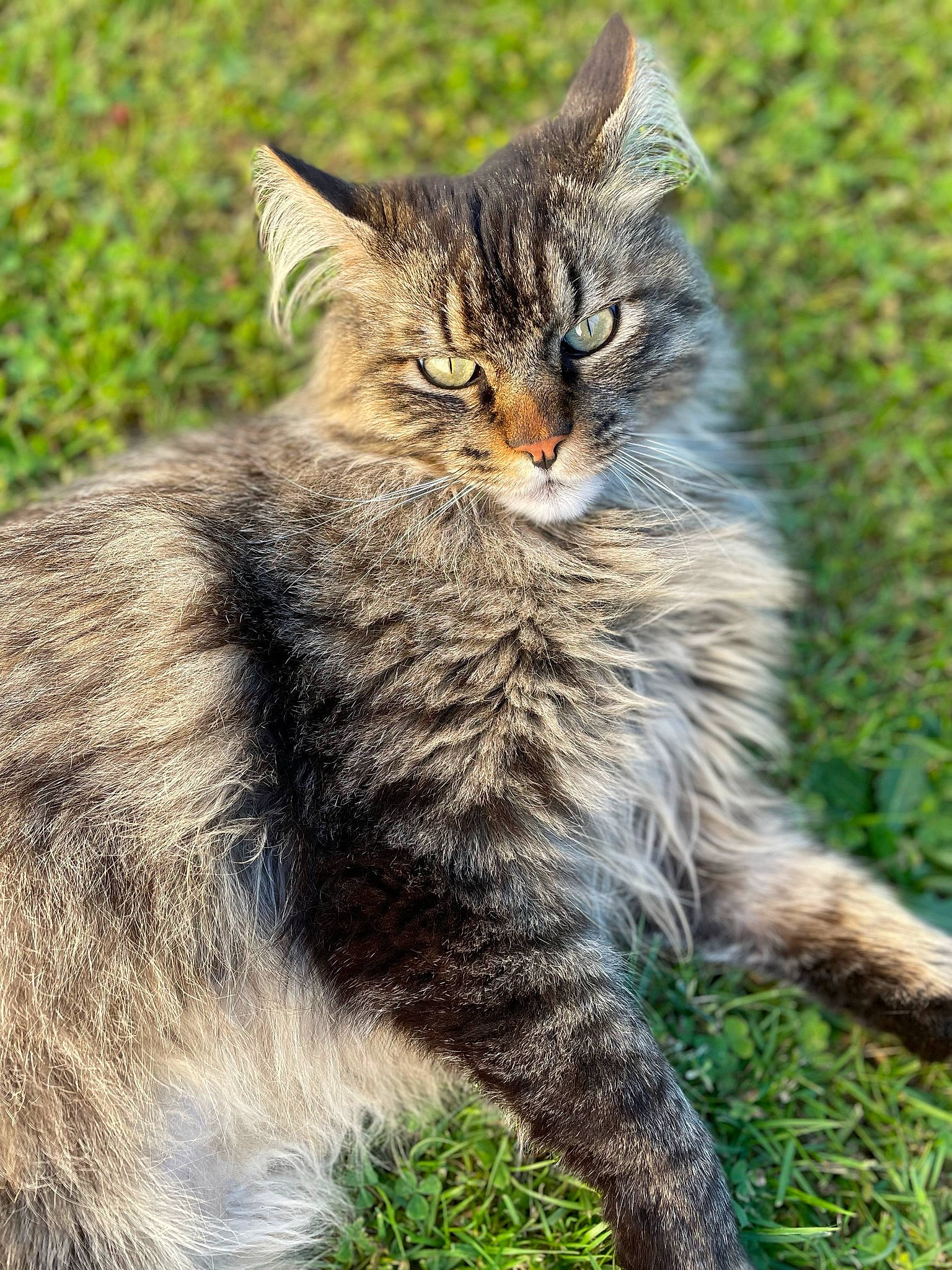 Piccolo a rejoint le concours — aidez-le/la à gagner de superbes lots ! carnivore, cat, claw, domestic_short_haired_cat, felidae, fur, grass, maine_coon, norwegian_forest_cat, plant, sitting, small_to_medium_sized_cats, snout, tail, terrestrial_animal, whiskers, wildlife