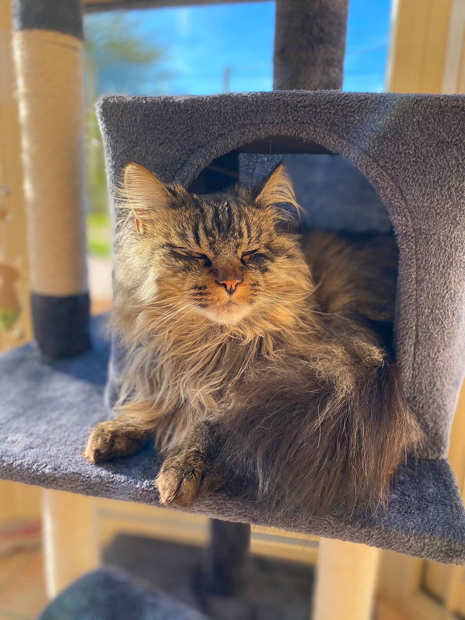 Piccolo a rejoint le concours — aidez-le/la à gagner de superbes lots ! carnivore, cat, claw, domestic_short_haired_cat, electric_blue, fawn, felidae, fur, human_leg, maine_coon, mammal, small_to_medium_sized_cats, snout, tail, terrestrial_animal, tree, trunk, whiskers, wildlife, wood