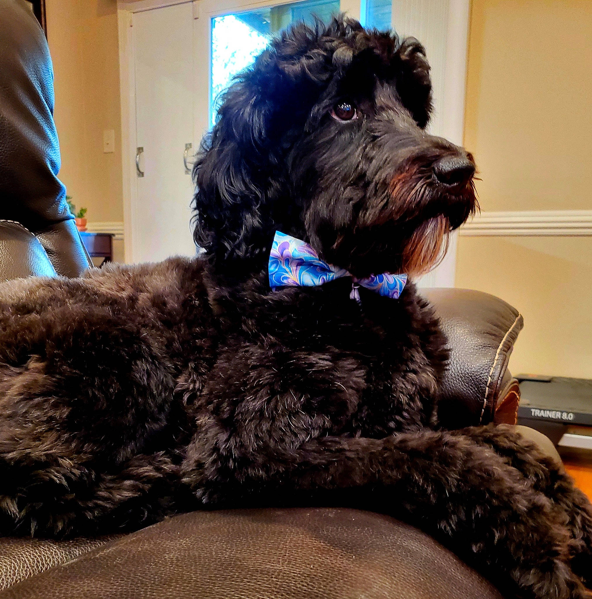 Buddy is registered to the contest to win money with this photo: canidae, carnivore, cockapoo, collar, companion_dog, dog, dog_breed, dog_collar, dog_supply, fur, labradoodle, pet_supply, poodle, small_terrier, snout, sporting_group, terrier, toy_dog, water_dog, working_animal