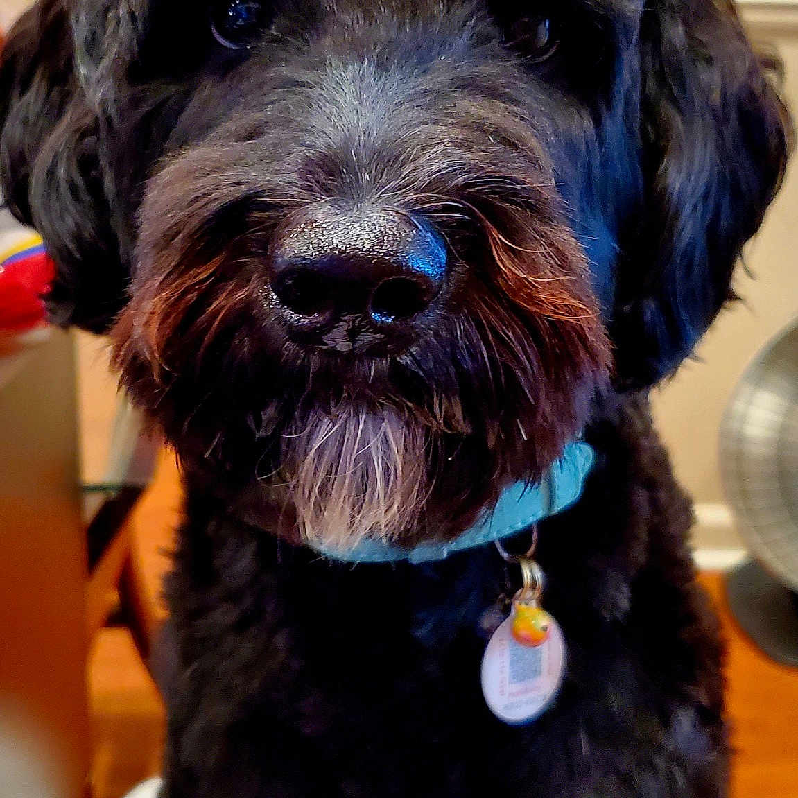 Buddy