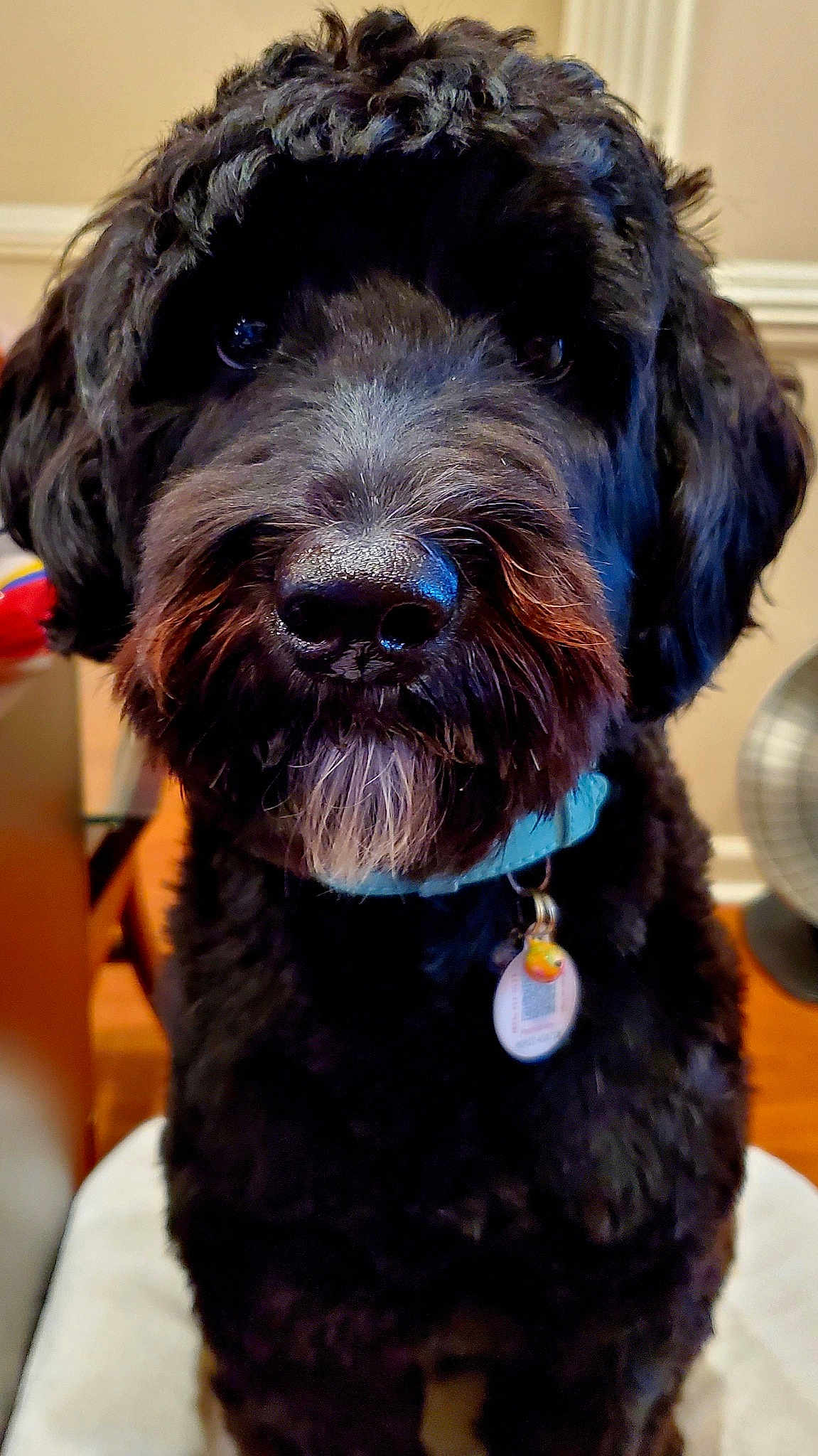 Buddy