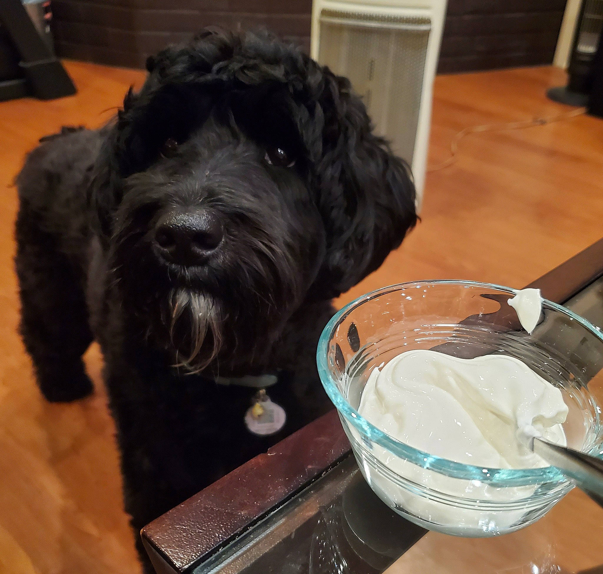 Buddy joined the competition — help win amazing prizes! canidae, carnivore, companion_dog, dog, dog_breed, flooring, fur, kitchen_utensil, labradoodle, liver, pudelpointer, schnauzer, small_terrier, snout, sporting_group, terrier, toy_dog, water_dog, working_animal, working_dog