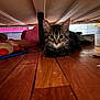 Oliver is registered to the contest to win money with this photo: kitten, cat, tabby, wooden_floor, under_bed, toy, indoor, pet, curious, young_cat, playful, feline, animal, floor, crouching, household, domestic, cute, whiskers, ears