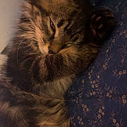 Oliver is registered to the contest to win money with this photo: cat, tabby, fluffy, sleeping, cozy, cushion, blue, floral_pattern, whiskers, paw, fur, closeup, indoor, resting, cute, pet, animal, relaxed, face, ears
