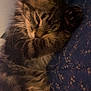 cat, tabby, fluffy, sleeping, cozy, cushion, blue, floral_pattern, whiskers, paw, fur, closeup, indoor, resting, cute, pet, animal, relaxed, face, ears