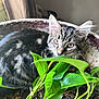 cat, kitten, plant, planter, green_leaves, indoor, curious, tabby, fur, whiskers, eyes, nature, pet, closeup, animal, home, soil, leaf, pot, cute