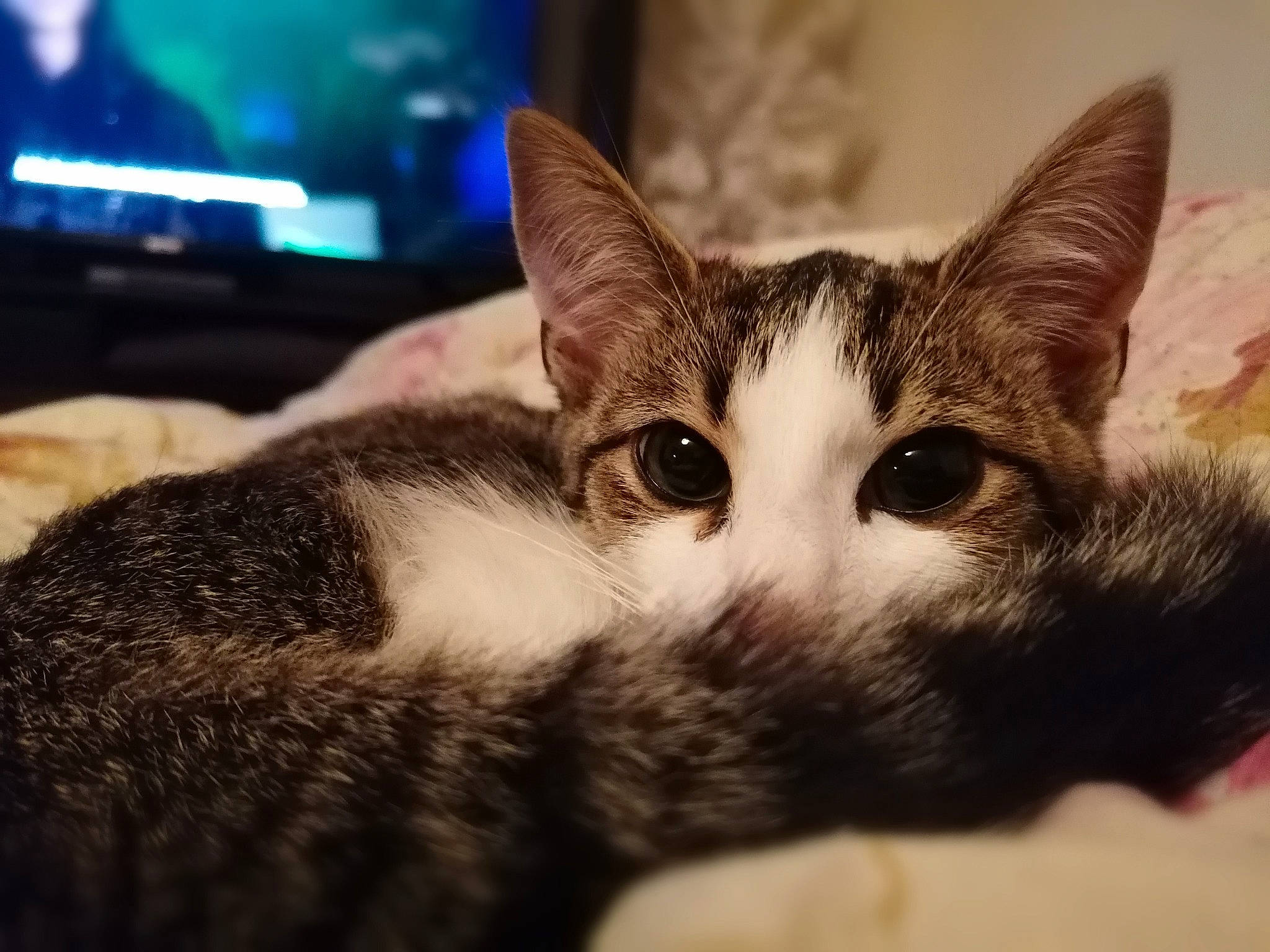 Ivar participe au concours pour gagner de l'argent avec cette photo : cable_television, carnivore, cat, comfort, domestic_short_haired_cat, felidae, fur, led_backlit_lcd_display, paw, small_to_medium_sized_cats, television, whiskers