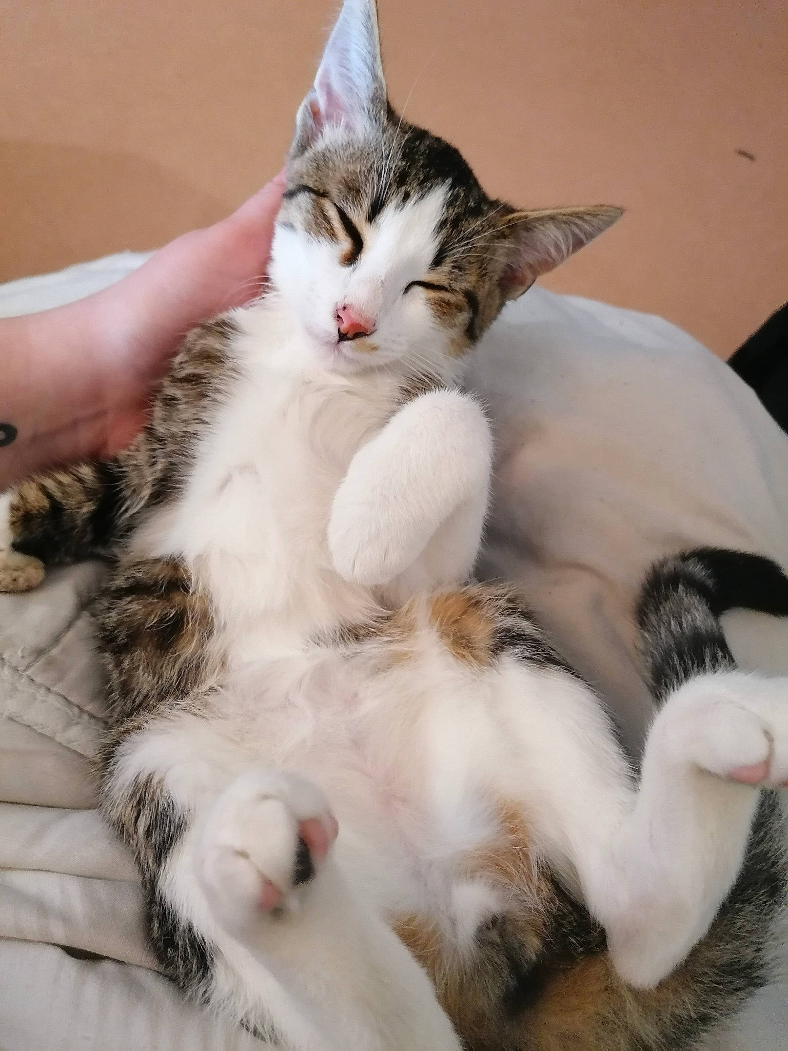 Ivar a rejoint le concours — aidez-le/la à gagner de superbes lots ! carnivore, cat, claw, comfort, domestic_short_haired_cat, fawn, felidae, fur, nap, paw, small_to_medium_sized_cats, snout, tail, whiskers