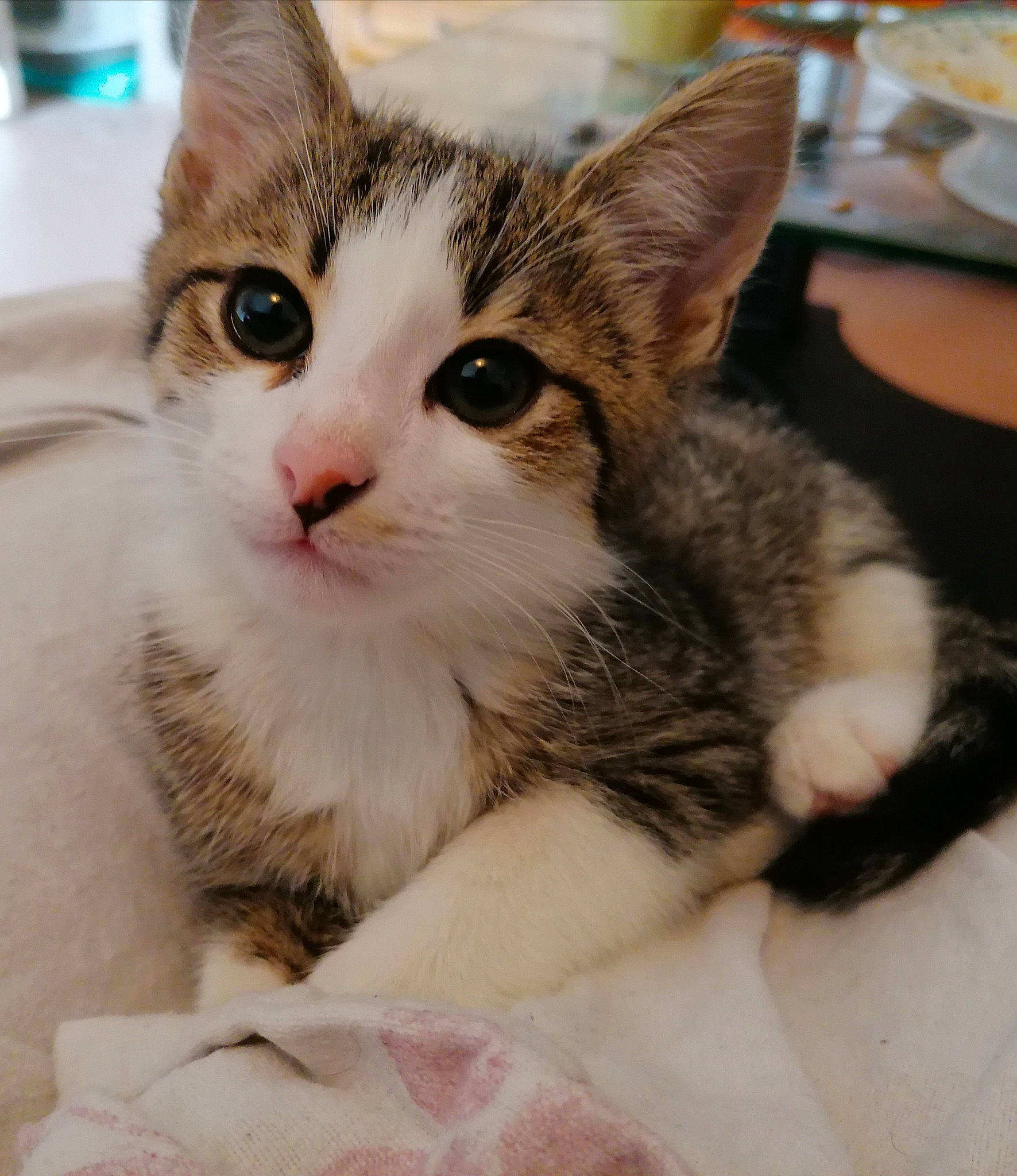 Ivar participe au concours pour gagner de l'argent avec cette photo : carnivore, cat, claw, comfort, domestic_short_haired_cat, ear, fawn, felidae, foot, fur, paw, plant, plate, serveware, sitting, small_to_medium_sized_cats, snout, tableware, whiskers, window