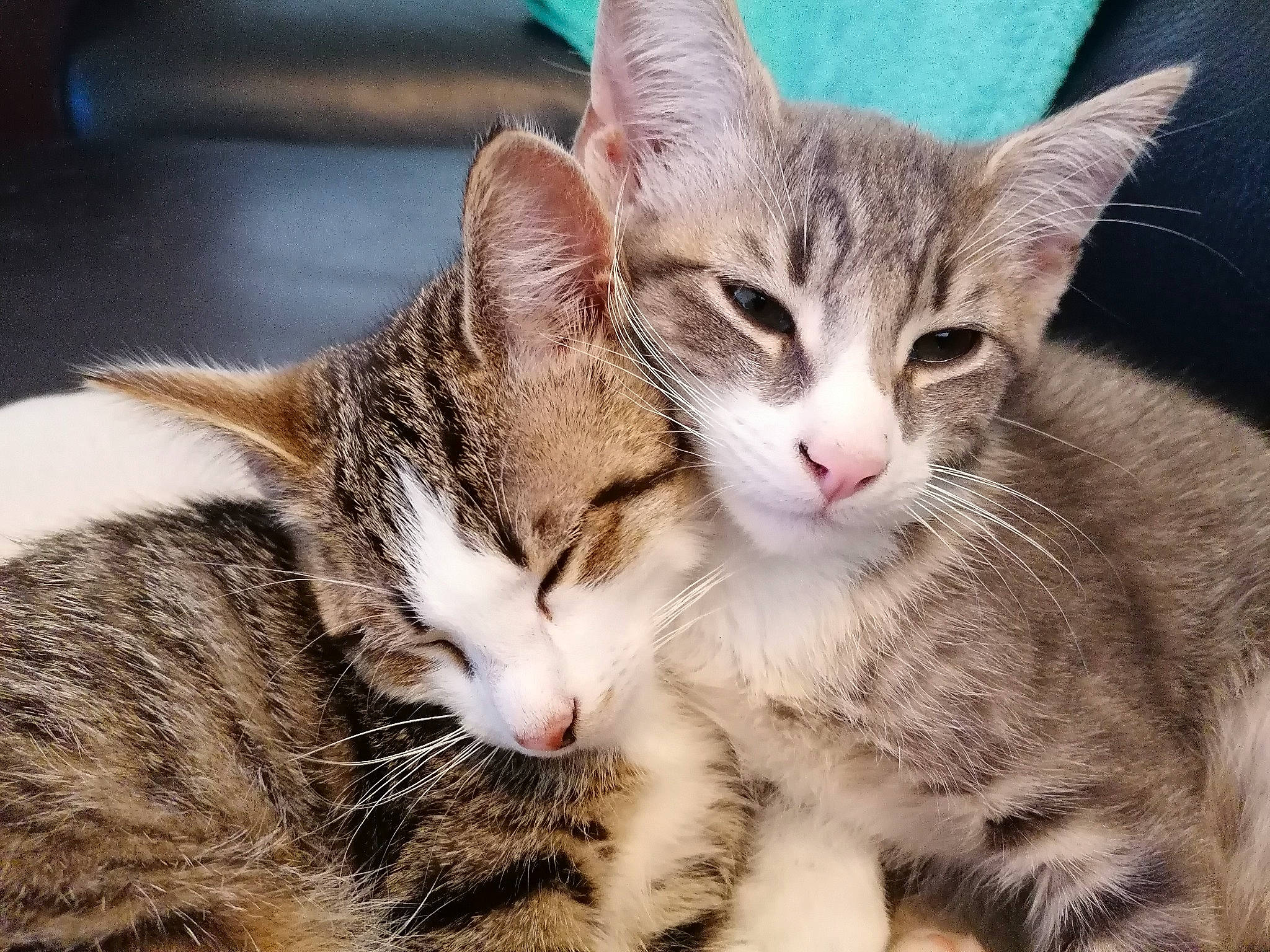 Ivar participe au concours pour gagner de l'argent avec cette photo : carnivore, cat, claw, close_up, comfort, domestic_short_haired_cat, eye, felidae, foot, fur, paw, sitting, small_to_medium_sized_cats, snout, tail, tree, whiskers, wildlife
