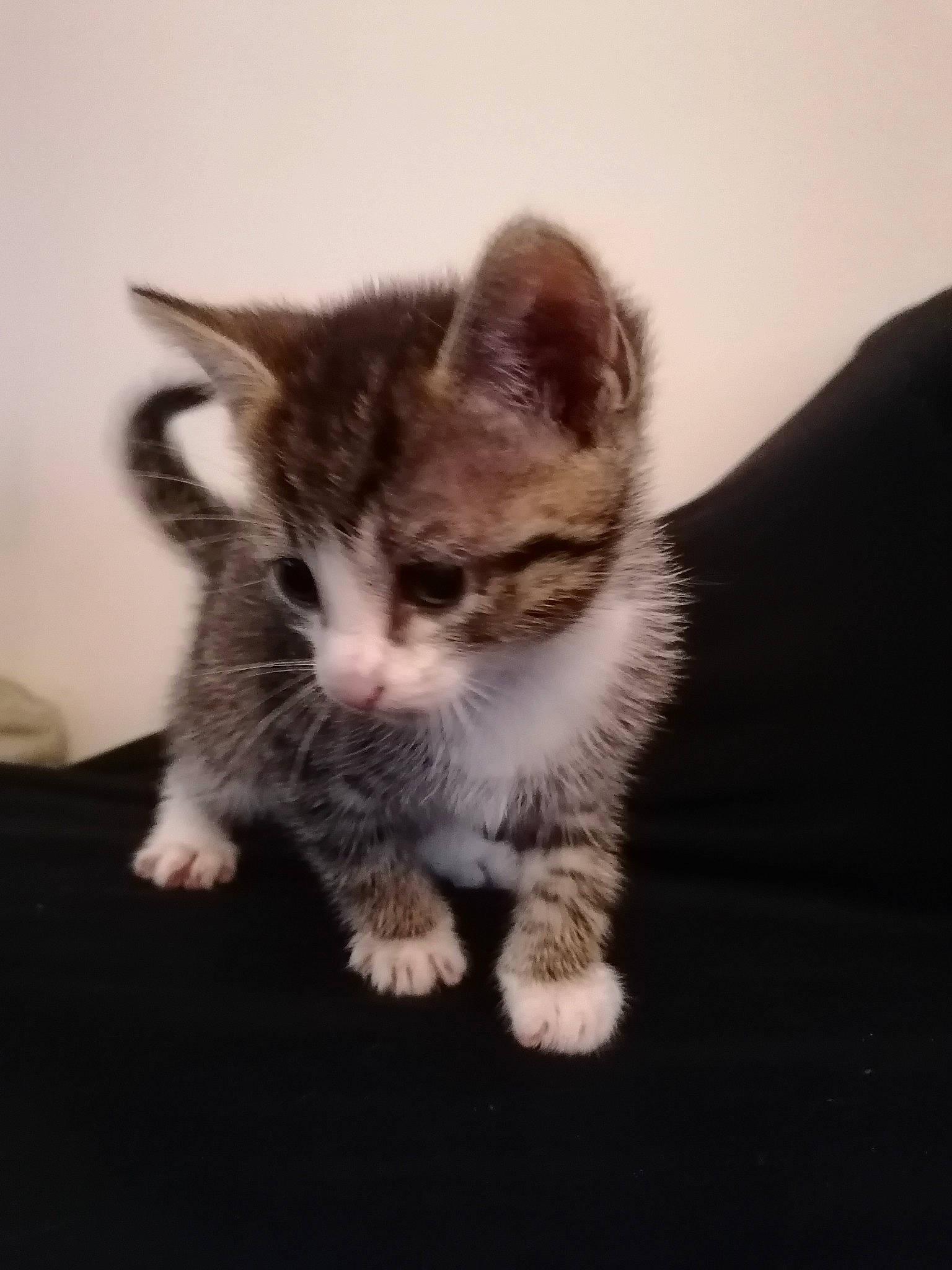 Cisco participe au concours pour gagner de l'argent avec cette photo : carnivore, cat, claw, domestic_short_haired_cat, ear, eye, felidae, flooring, foot, fur, paw, photo_caption, sitting, small_to_medium_sized_cats, snout, tail, terrestrial_animal, whiskers, window, wood