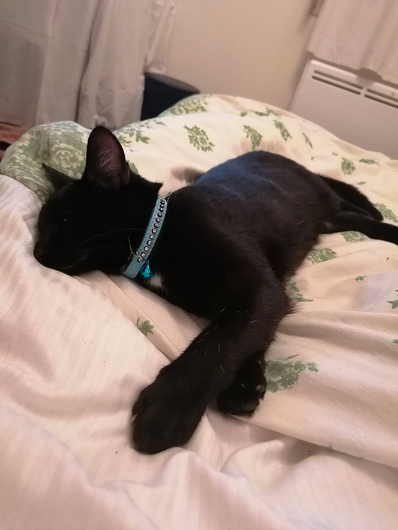 Malya participe au concours pour gagner de l'argent avec cette photo : bed, bedding, black_cat, carnivore, cat, comfort, companion_dog, dog_breed, domestic_short_haired_cat, felidae, fur, grey, linens, mammal, pet_supply, room, small_to_medium_sized_cats, tail, vertebrate, whiskers