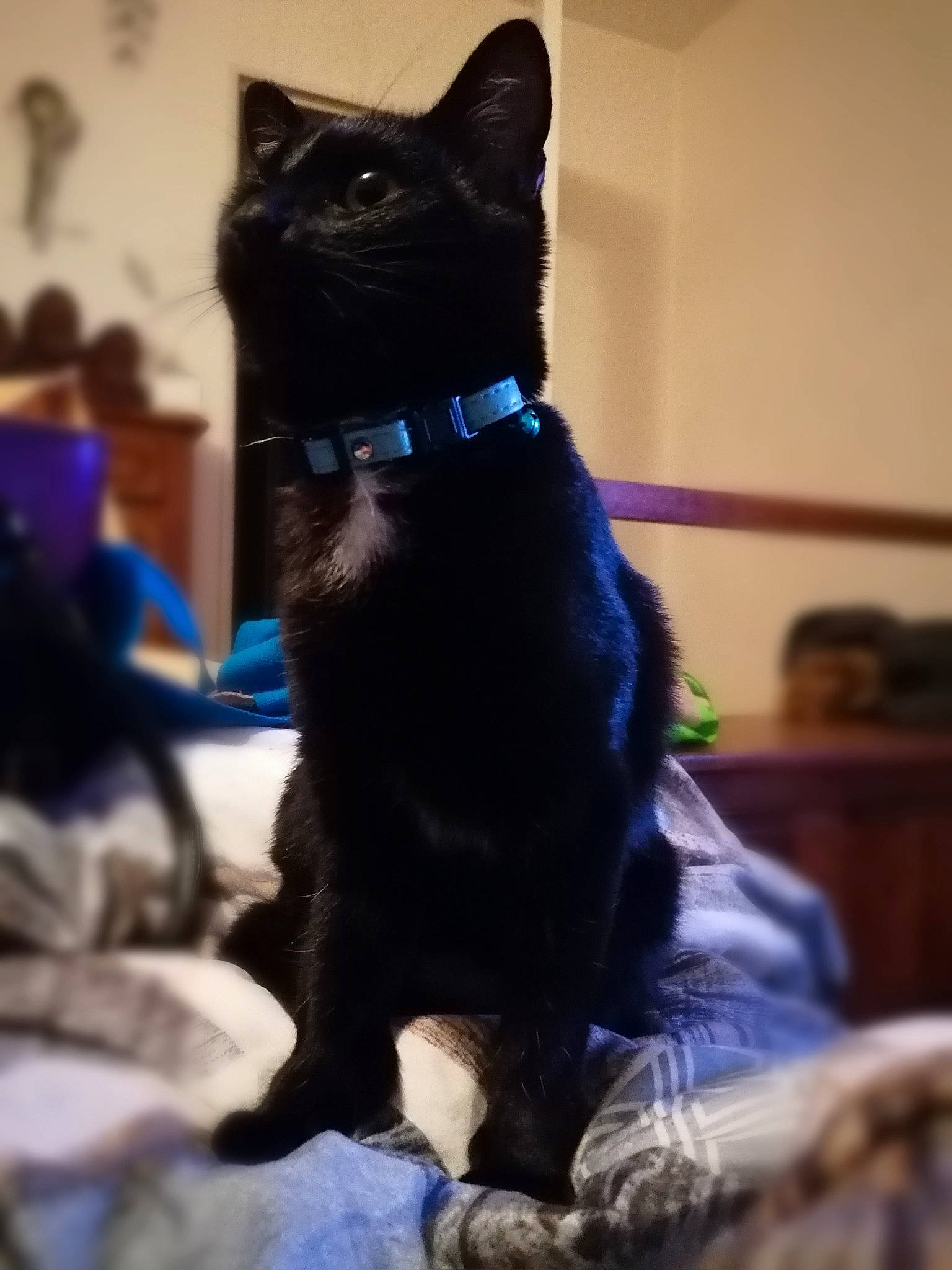 Malya a rejoint le concours — aidez-le/la à gagner de superbes lots ! black_cat, bombay, canidae, carnivore, cat, collar, dog_breed, dog_collar, domestic_short_haired_cat, ear, electric_blue, fashion_accessory, felidae, formal_wear, fur, pet_supply, small_to_medium_sized_cats, snout, tail, whiskers