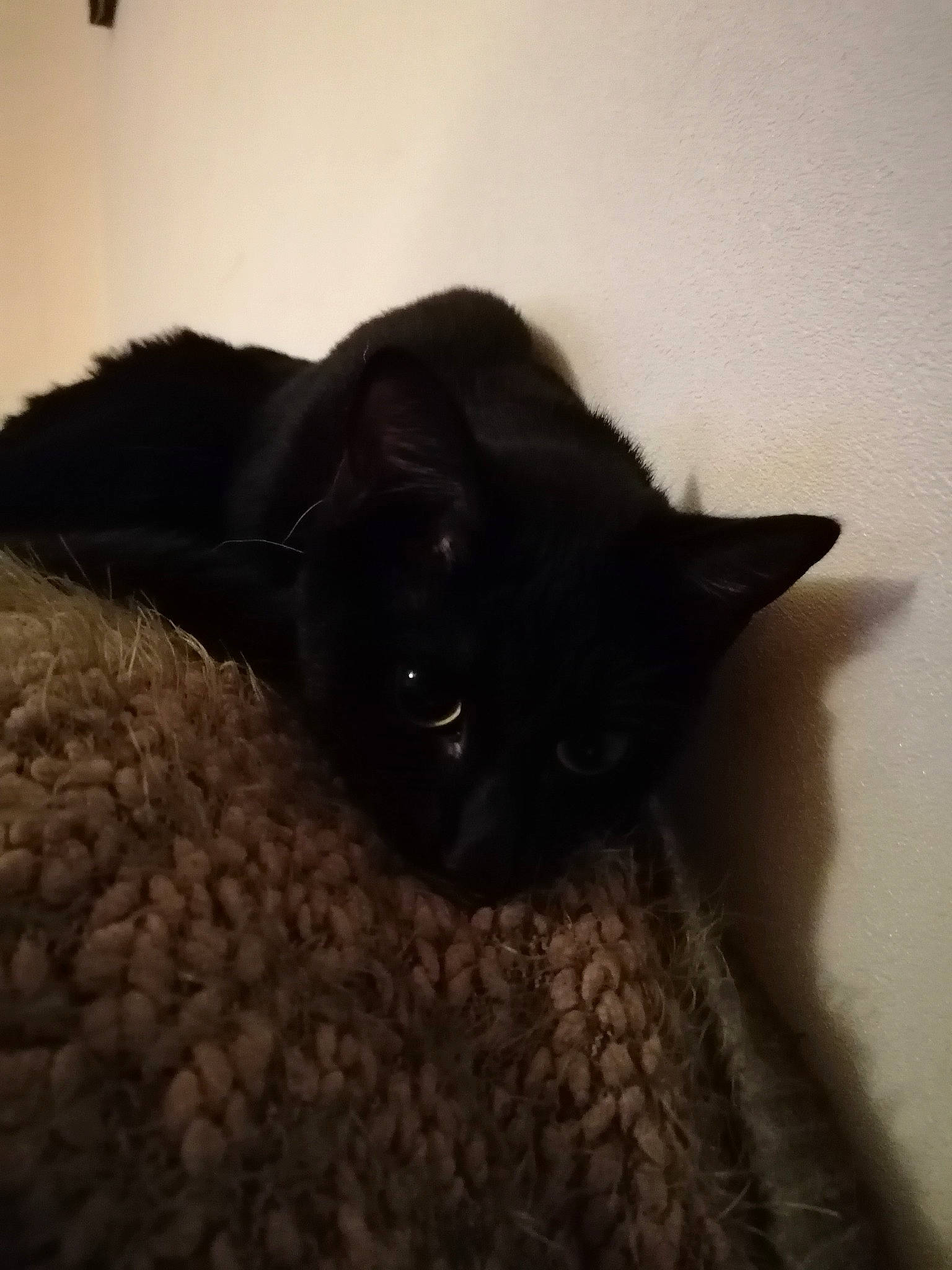 Malya a rejoint le concours — aidez-le/la à gagner de superbes lots ! black_cat, borador, carnivore, cat, cloud, comfort, companion_dog, dog_breed, felidae, flooring, fur, shadow, sky, small_to_medium_sized_cats, tail, terrestrial_animal, tints_and_shades, whiskers, wood, working_animal