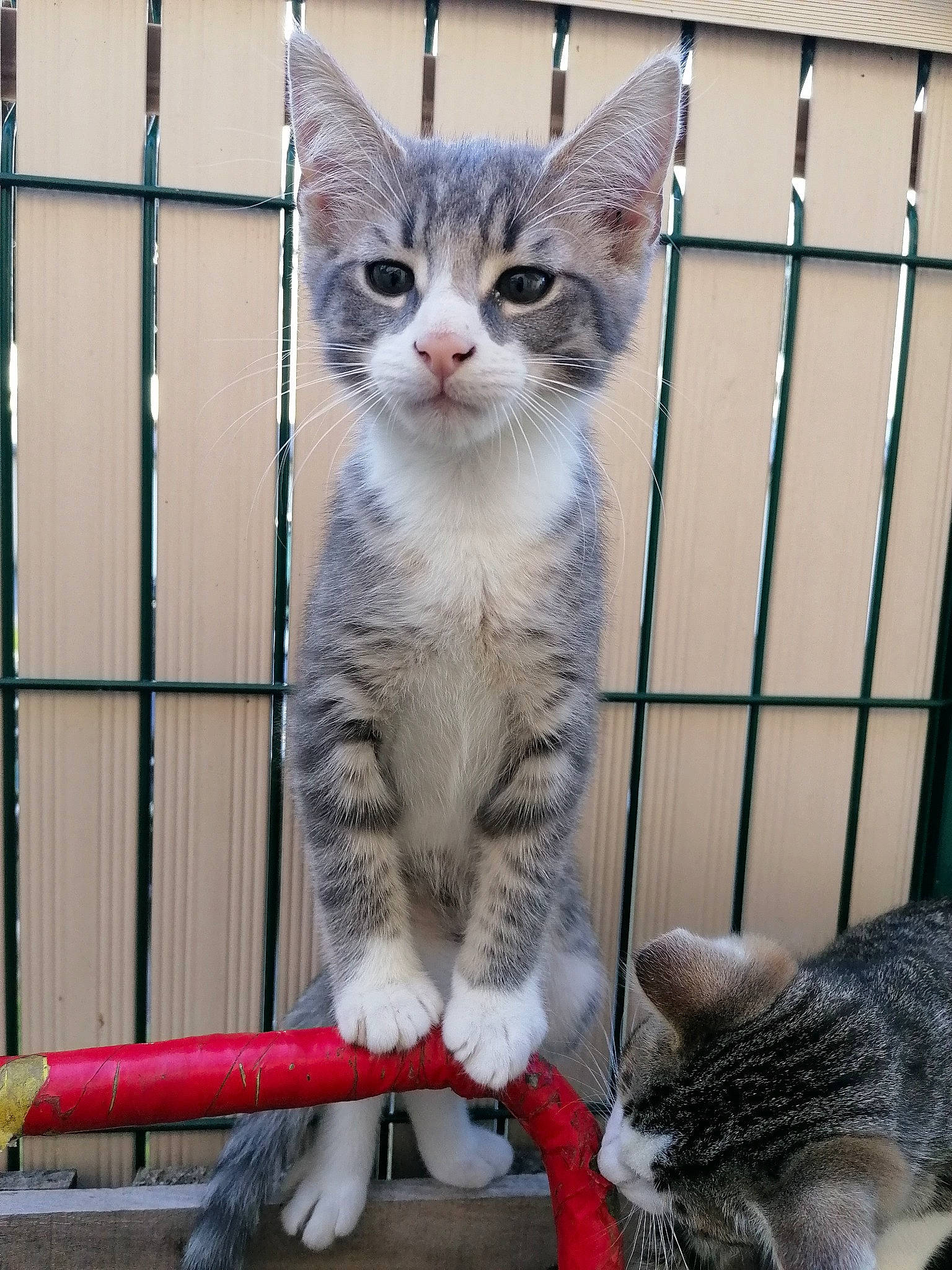 Ragnar a rejoint le concours — aidez-le/la à gagner de superbes lots ! animal_shelter, carnivore, cat, cat_supply, claw, domestic_short_haired_cat, felidae, fence, fur, mammal, mesh, paw, pet_supply, photo_caption, small_to_medium_sized_cats, snapshot, snout, tail, vertebrate, whiskers