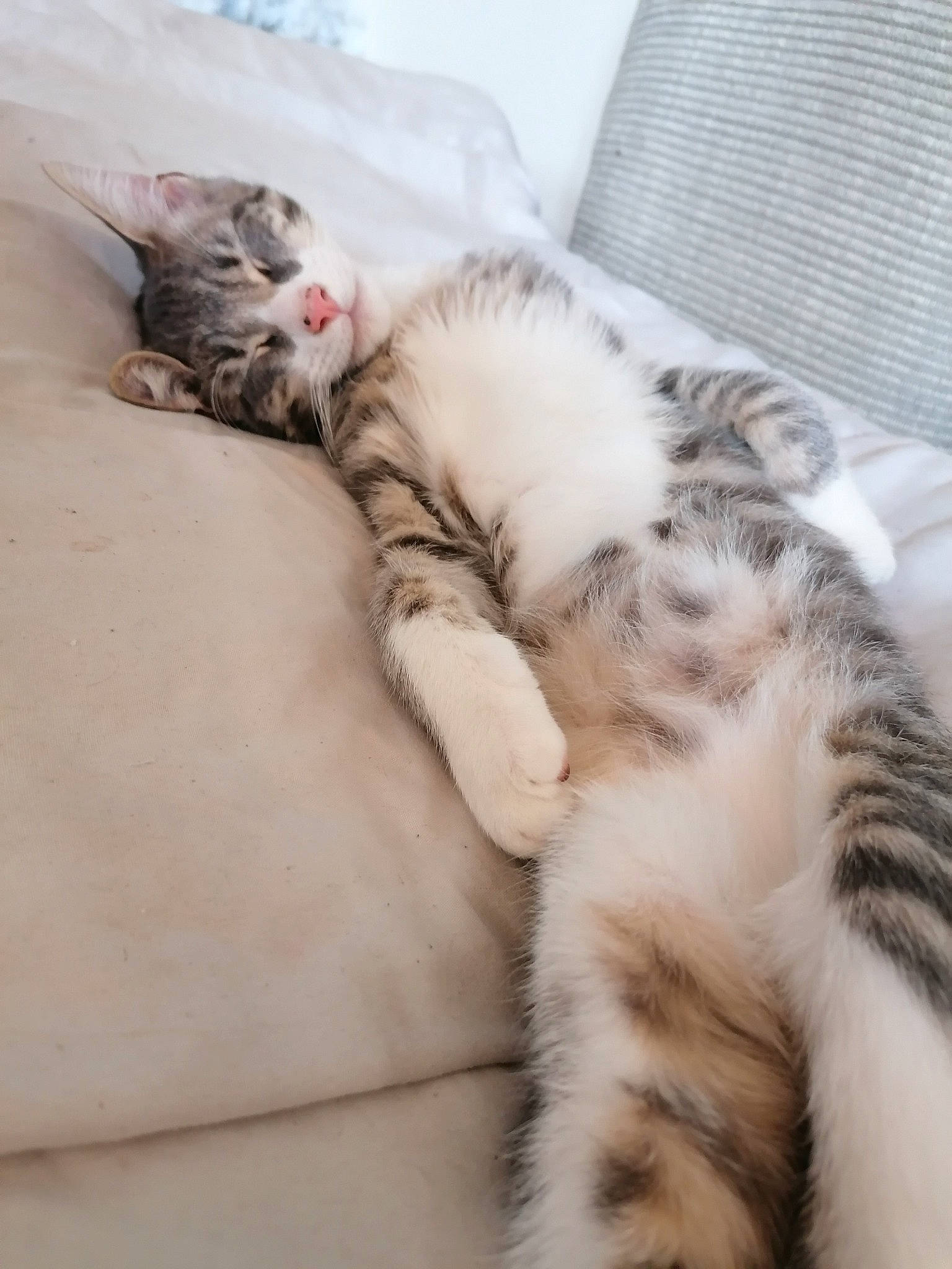 Ragnar participe au concours pour gagner de l'argent avec cette photo : bed, carnivore, cat, cat_bed, claw, comfort, domestic_short_haired_cat, eye, fawn, felidae, fur, nap, paw, sleep, small_to_medium_sized_cats, snout, tail, textile, whiskers