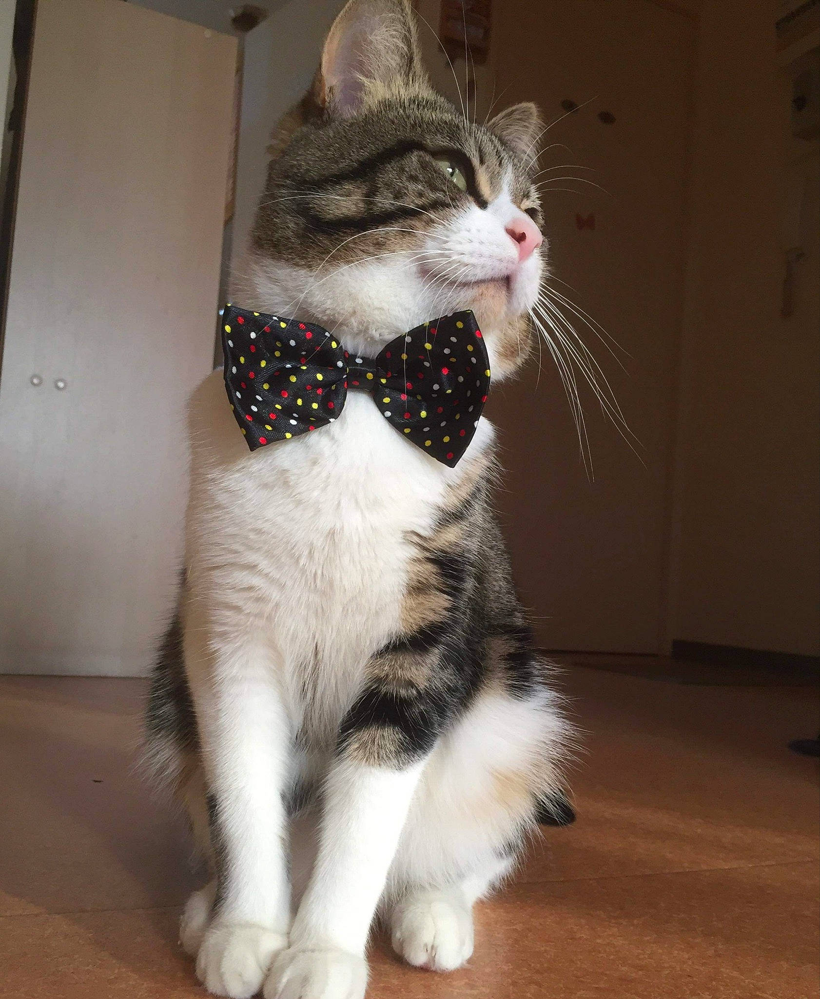 Olaf a rejoint le concours — aidez-le/la à gagner de superbes lots ! aegean_cat, american_curl, american_wirehair, asian, bow_tie, carnivore, cat, domestic_short_haired_cat, european_shorthair, felidae, fur, kitten, mammal, norwegian_forest_cat, paw, polydactyl_cat, small_to_medium_sized_cats, snout, tail, whiskers