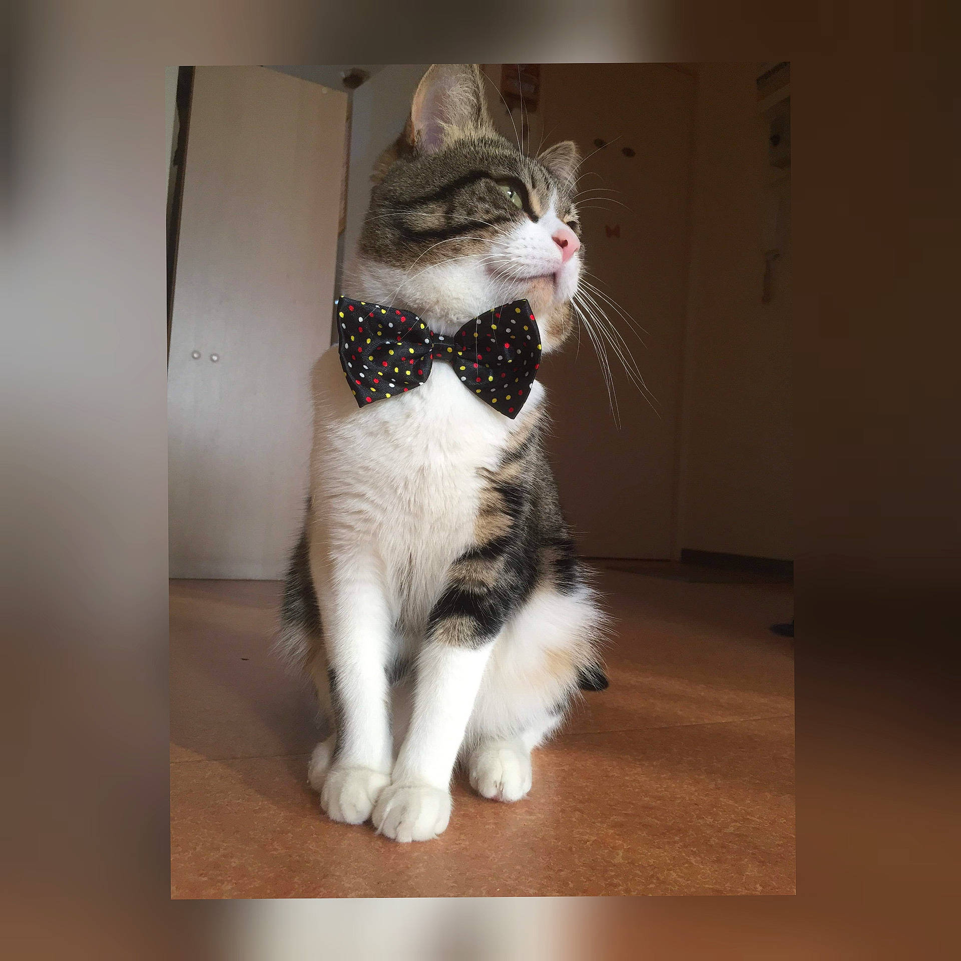 Olaf participe au concours pour gagner de l'argent avec cette photo : aegean_cat, american_curl, american_wirehair, asian, carnivore, cat, domestic_short_haired_cat, european_shorthair, felidae, fur, japanese_bobtail, kitten, leg, norwegian_forest_cat, paw, polydactyl_cat, small_to_medium_sized_cats, snout, tail, whiskers