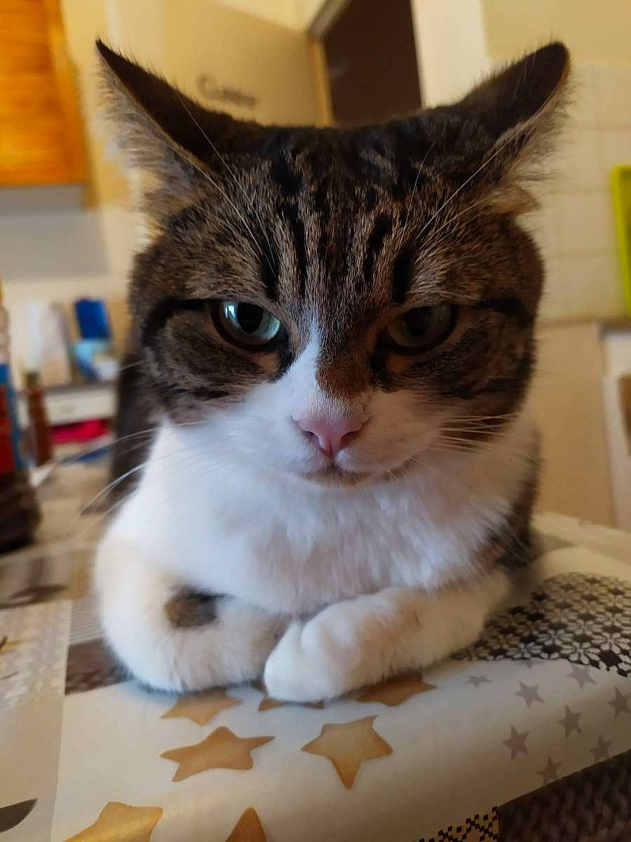 Olaf participe au concours pour gagner de l'argent avec cette photo : aegean_cat, american_shorthair, american_wirehair, asian, british_semi_longhair, carnivore, cat, domestic_short_haired_cat, european_shorthair, felidae, kitten, mammal, norwegian_forest_cat, small_to_medium_sized_cats, vertebrate, whiskers