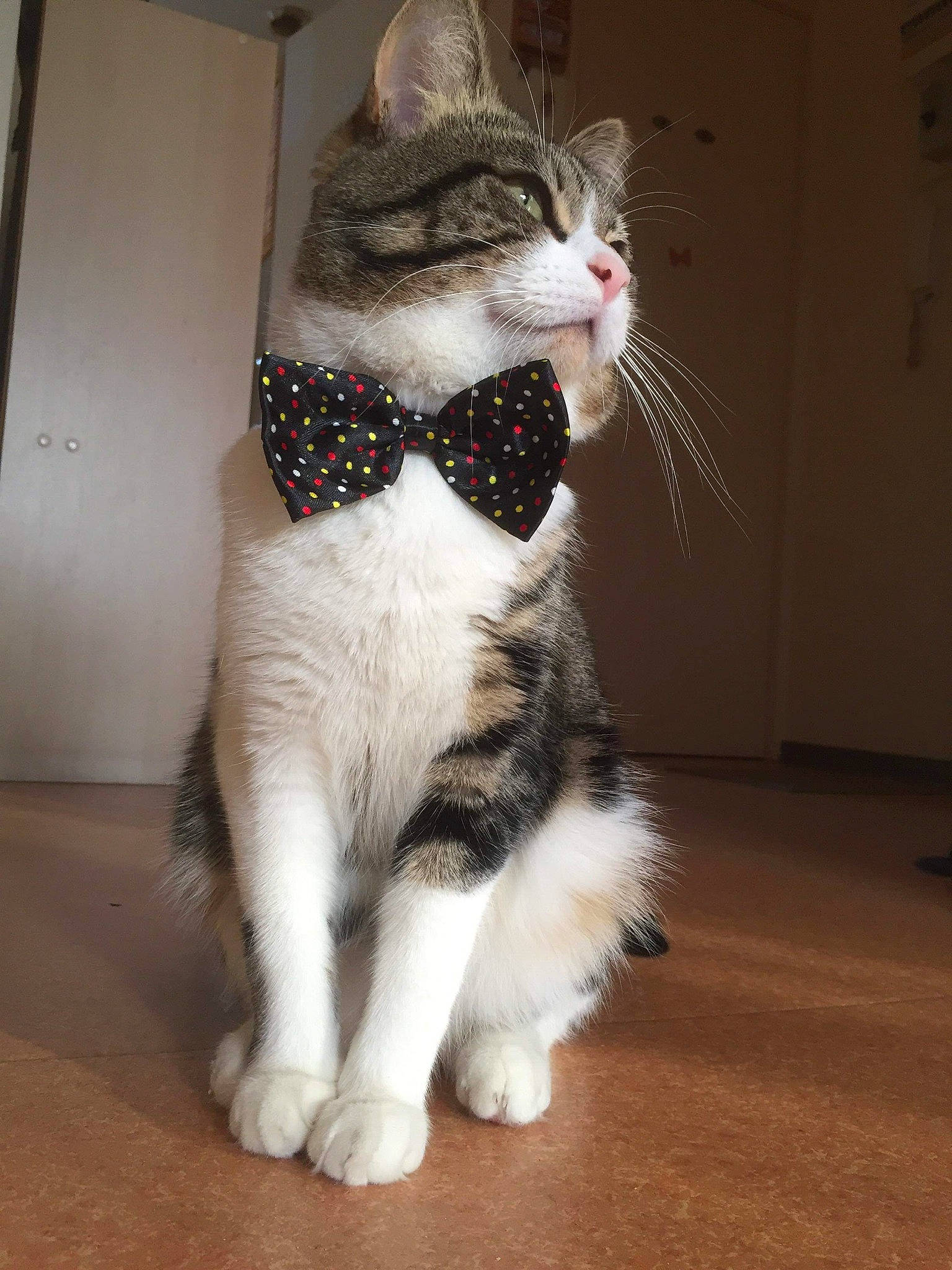 Olaf participe au concours pour gagner de l'argent avec cette photo : aegean_cat, american_curl, american_shorthair, american_wirehair, asian, carnivore, cat, domestic_short_haired_cat, european_shorthair, felidae, fur, kitten, mammal, paw, polydactyl_cat, small_to_medium_sized_cats, snout, tail, vertebrate, whiskers