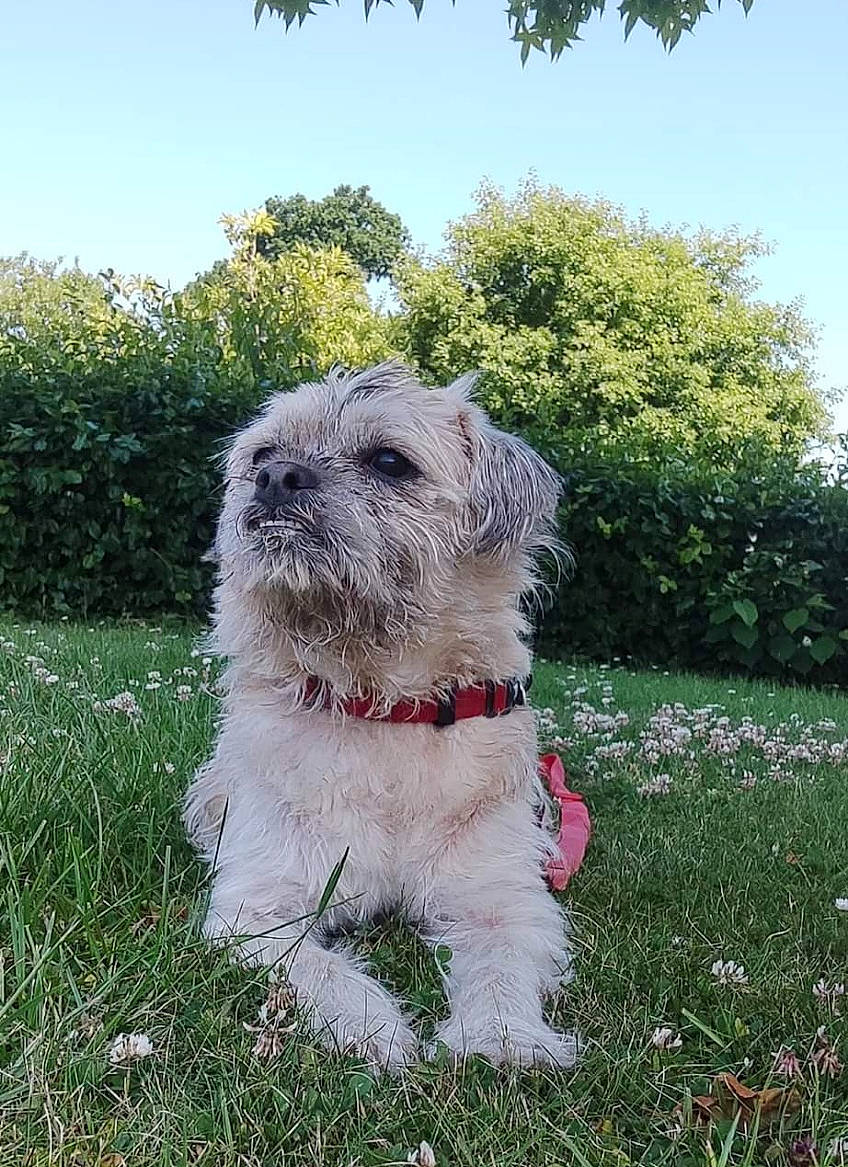 Iwen participe au concours pour gagner de l'argent avec cette photo : canidae, carnivore, companion_dog, dog, dog_breed, flower, garden, grass, groundcover, plant, shrub, sky, small_terrier, snout, sporting_group, terrier, toy_dog, tree, water_dog, working_animal