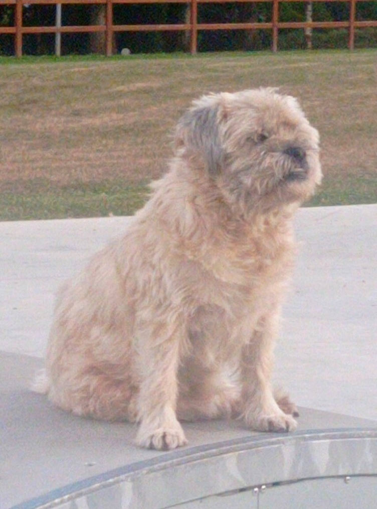 Iwen participe au concours pour gagner de l'argent avec cette photo : canidae, carnivore, companion_dog, dog, dog_breed, fur, liver, maltepoo, natural_material, non_sporting_group, small_terrier, snout, sporting_group, terrestrial_animal, terrier, toy_dog, working_animal